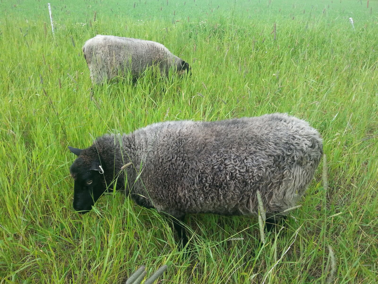 Samsung Galaxy S3 sample photo. The sheep, meadow, black photography