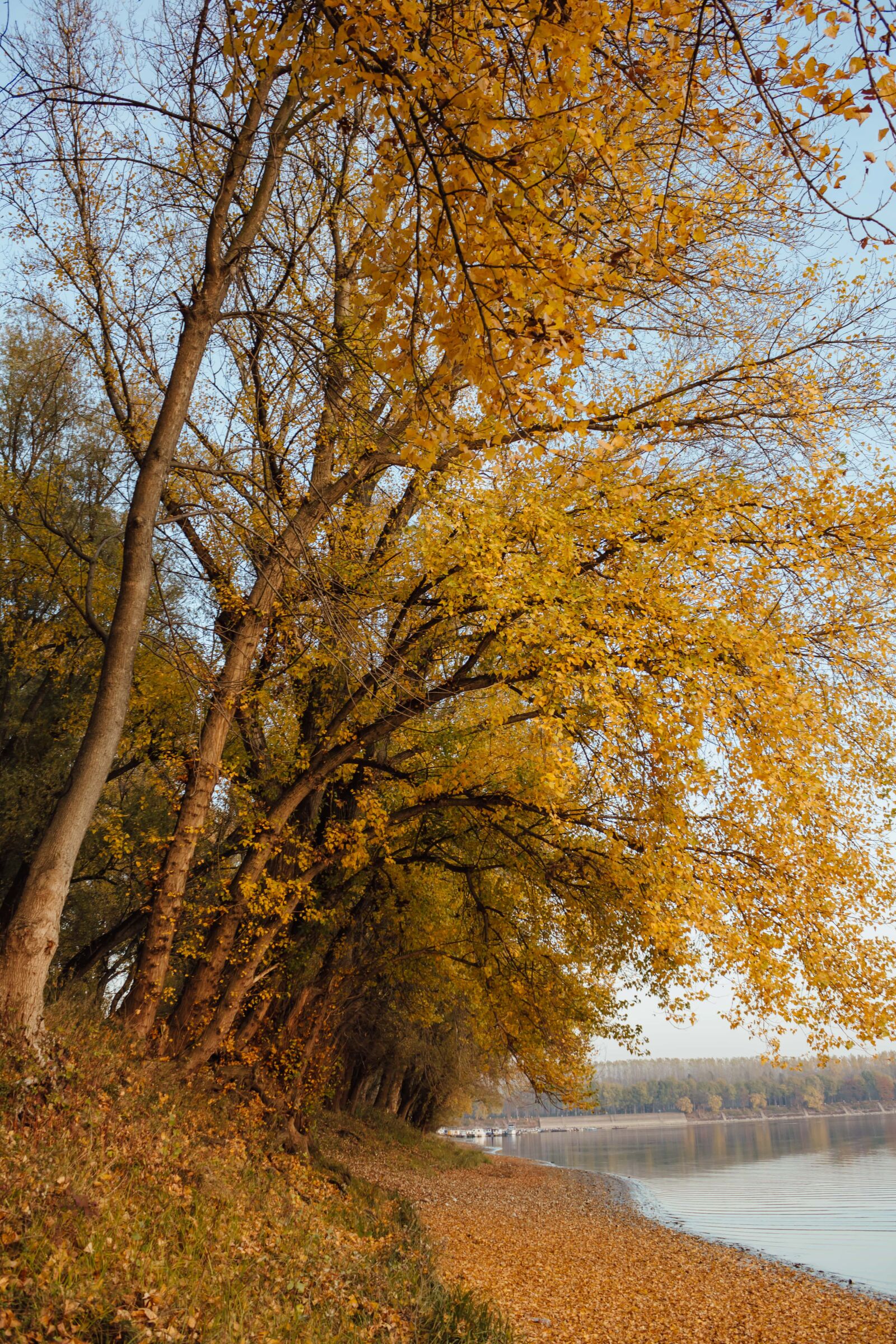Canon EF-S 18-55mm F3.5-5.6 IS sample photo. Autumn, golden glow, yellow photography