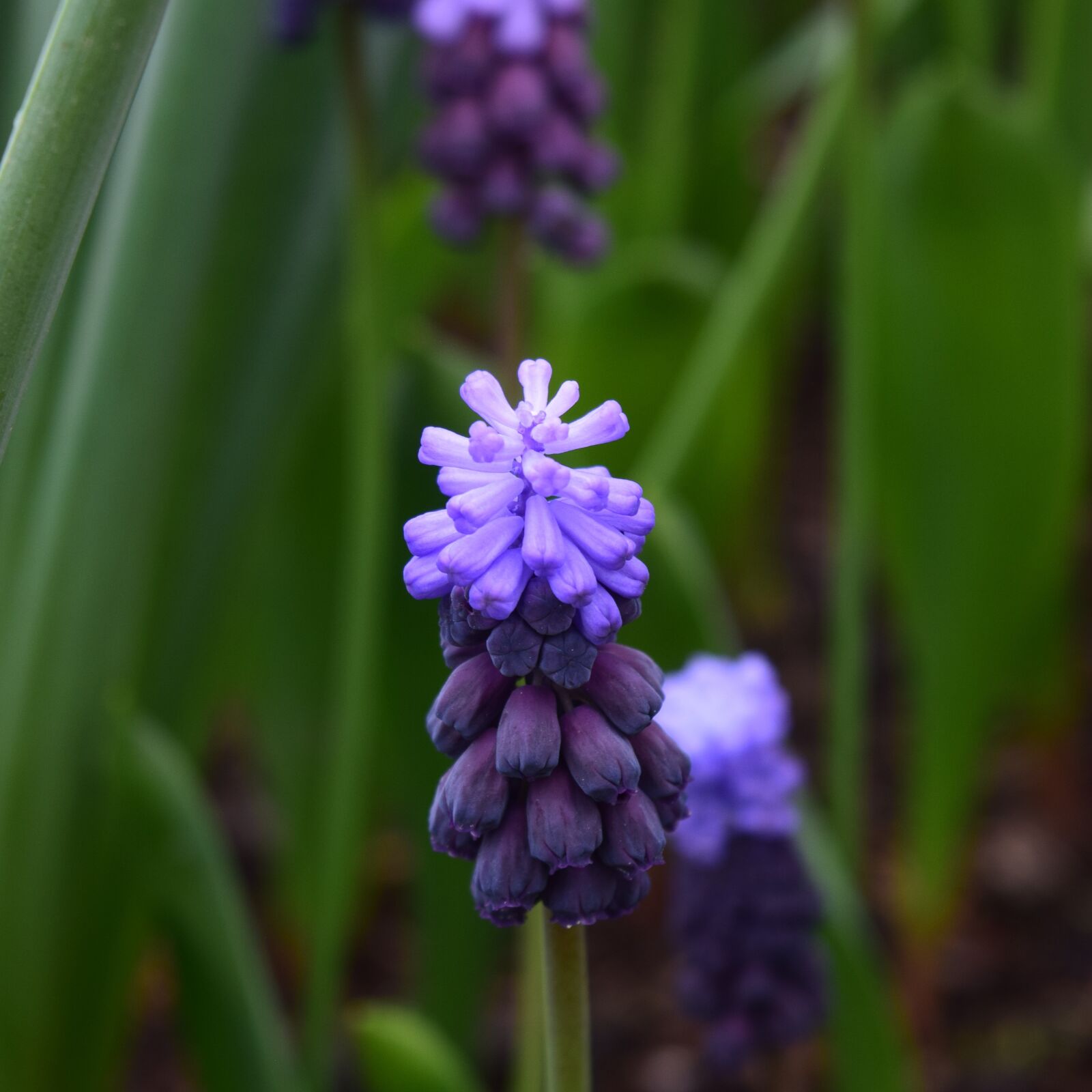 Nikon D3300 sample photo. Blue flower, indigo, nature photography