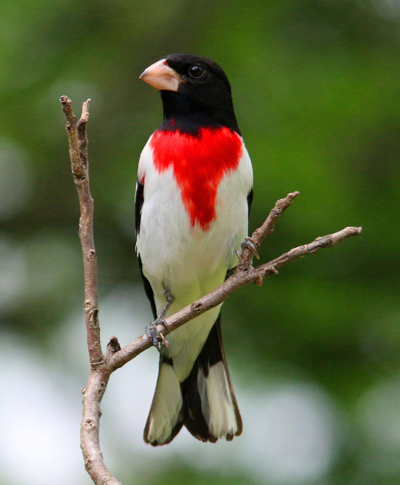Canon EOS 70D sample photo. Rose-breasted grosbeak, rose, grosbeak photography