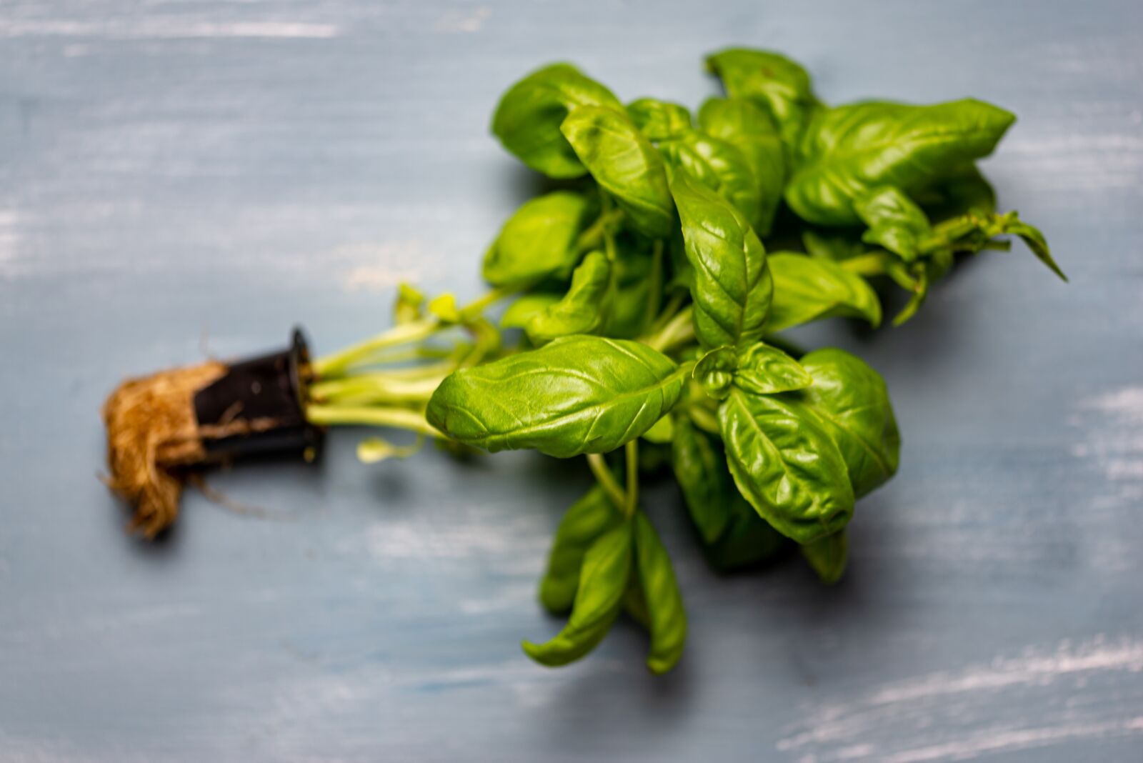 Nikon D610 sample photo. Basil, root, tree photography