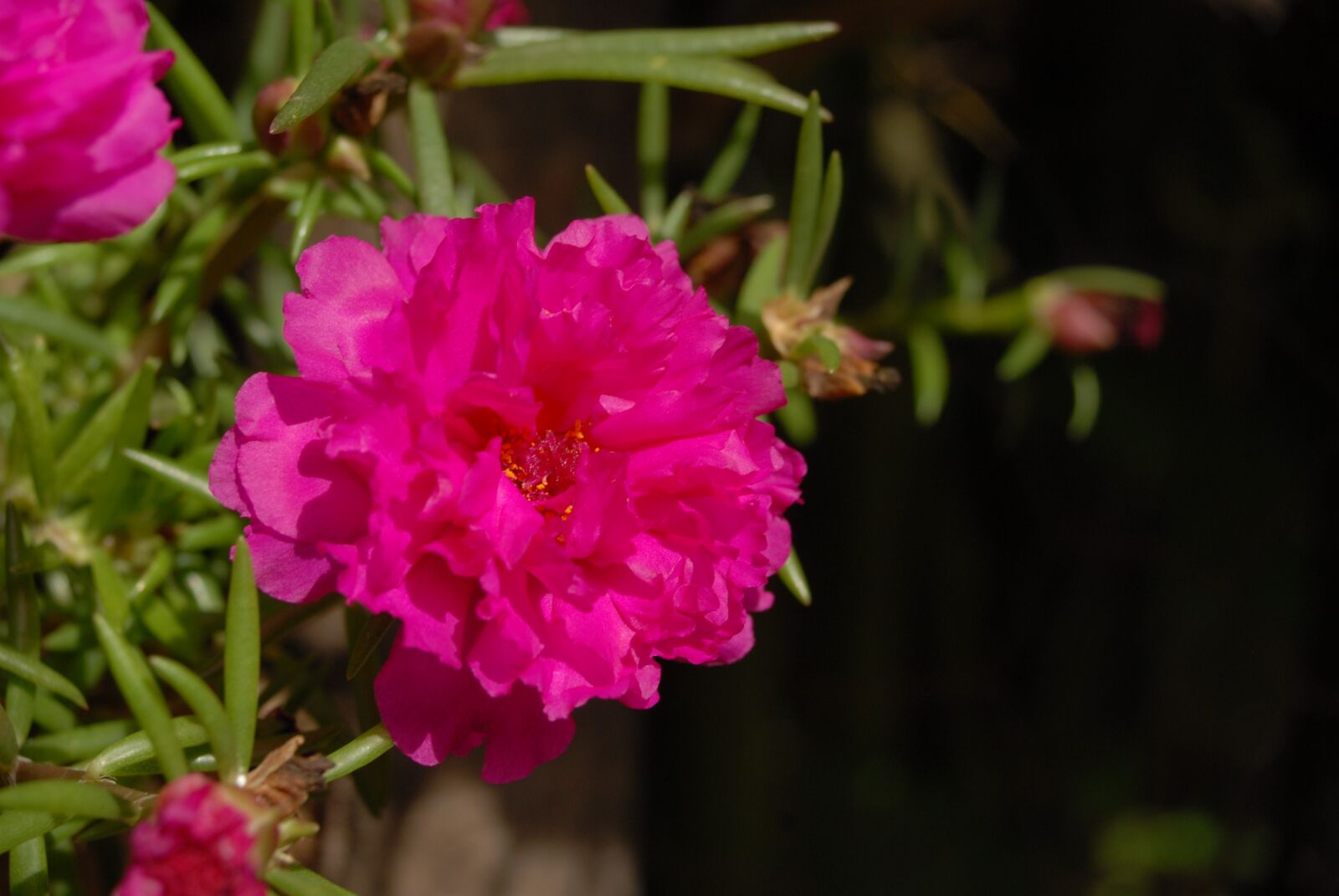 Nikon D200 sample photo. Purple flower, plant, wild photography