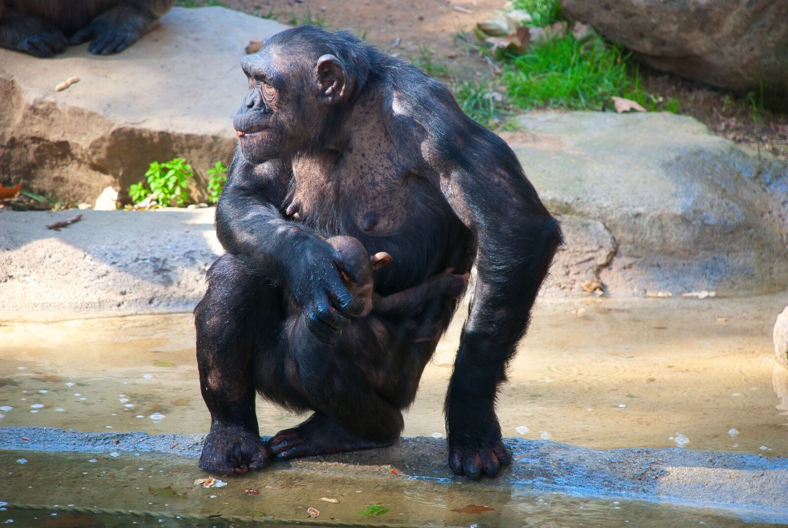 Nikon D80 sample photo. Chimpanzee, mom, sitting photography