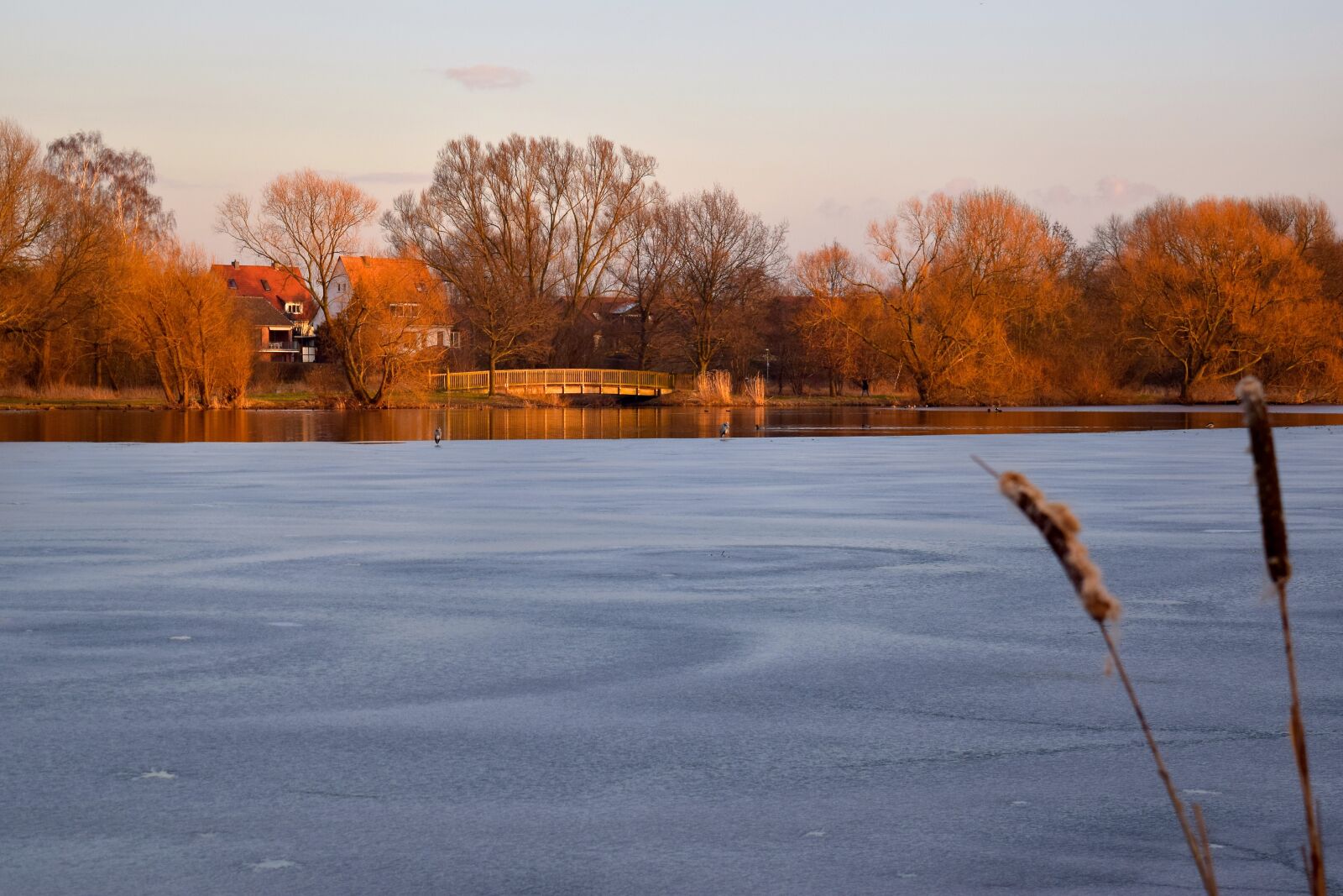 Nikon D5300 sample photo. Trees, winter, nature photography