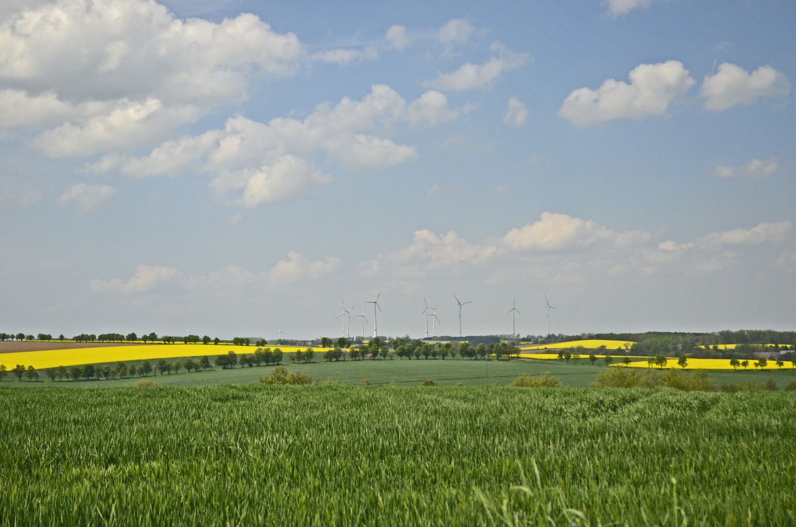 Nikon D5100 sample photo. Fields, reported, oilseed rape photography