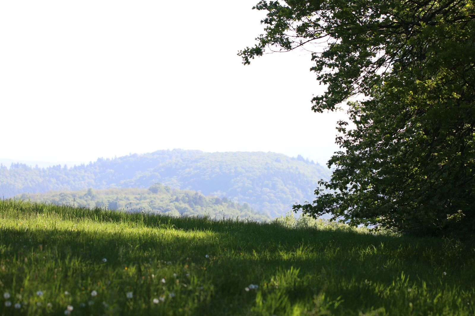 Canon EOS 70D sample photo. Meadow, landscape, tree photography