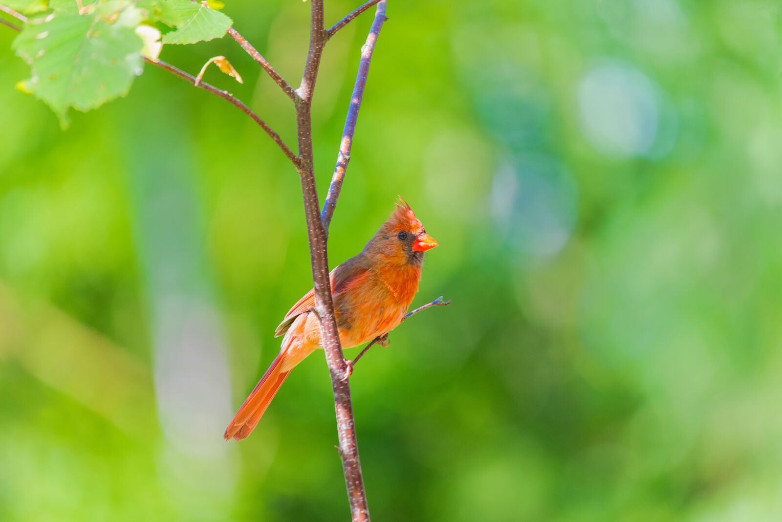 Nikon D800 sample photo. Cardinal, red bird, bird photography