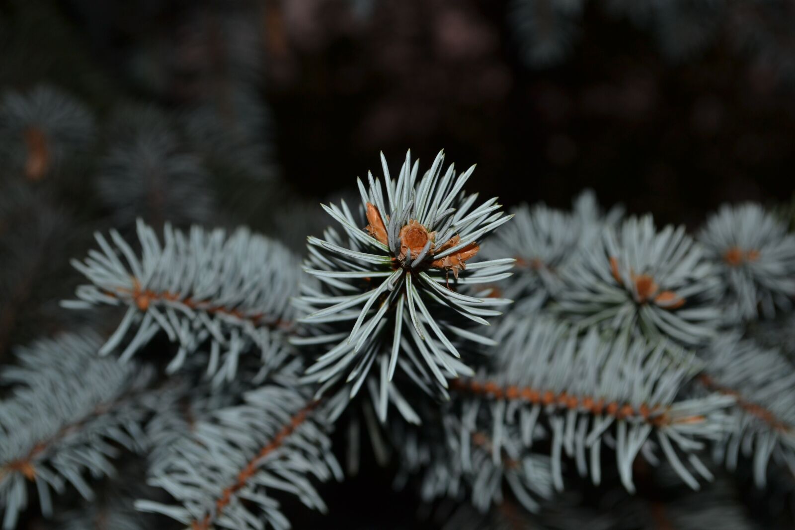 Nikon D3100 sample photo. Spruce, needles, tree photography