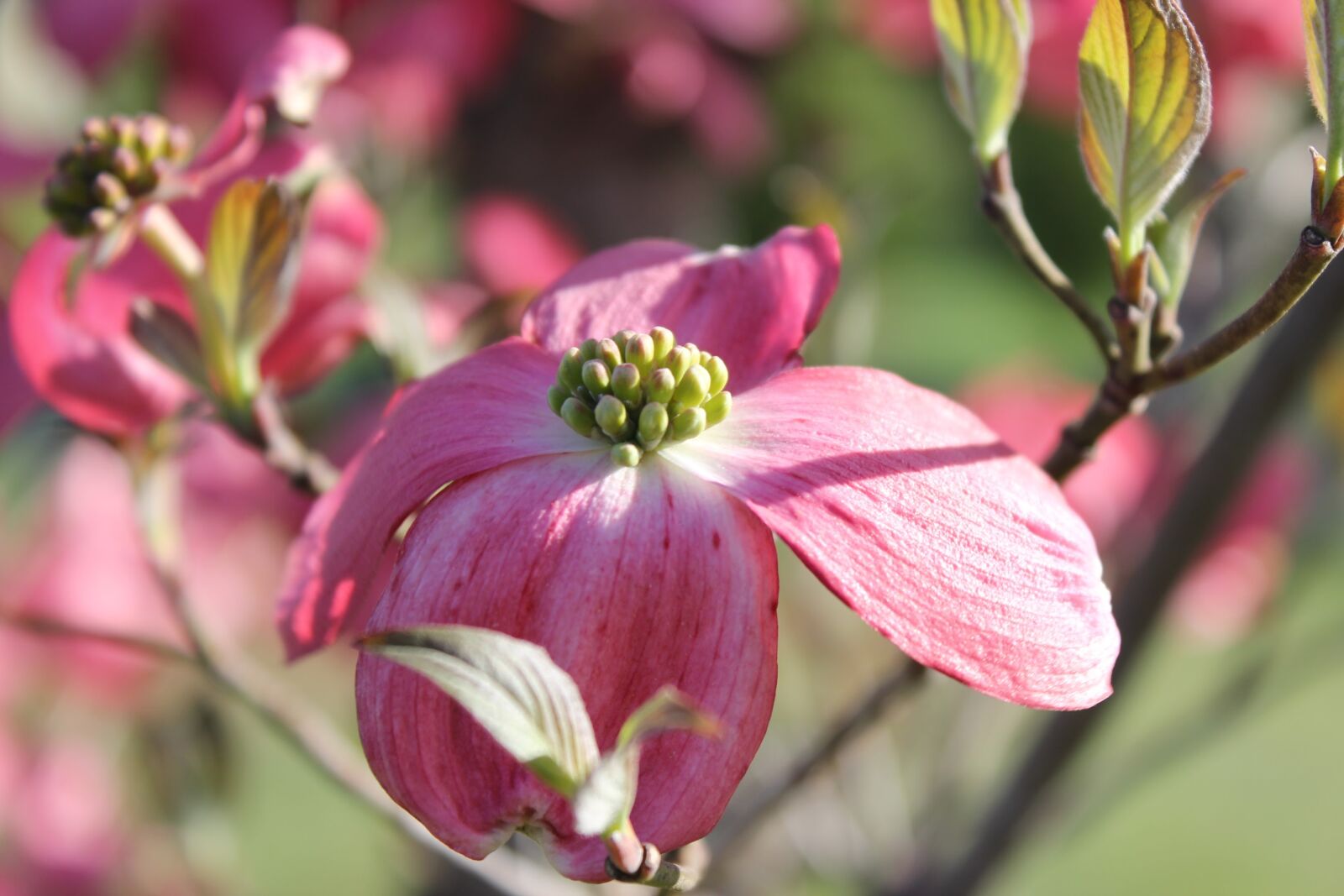 Canon EOS 600D (Rebel EOS T3i / EOS Kiss X5) sample photo. Pink, dogwood, tree photography