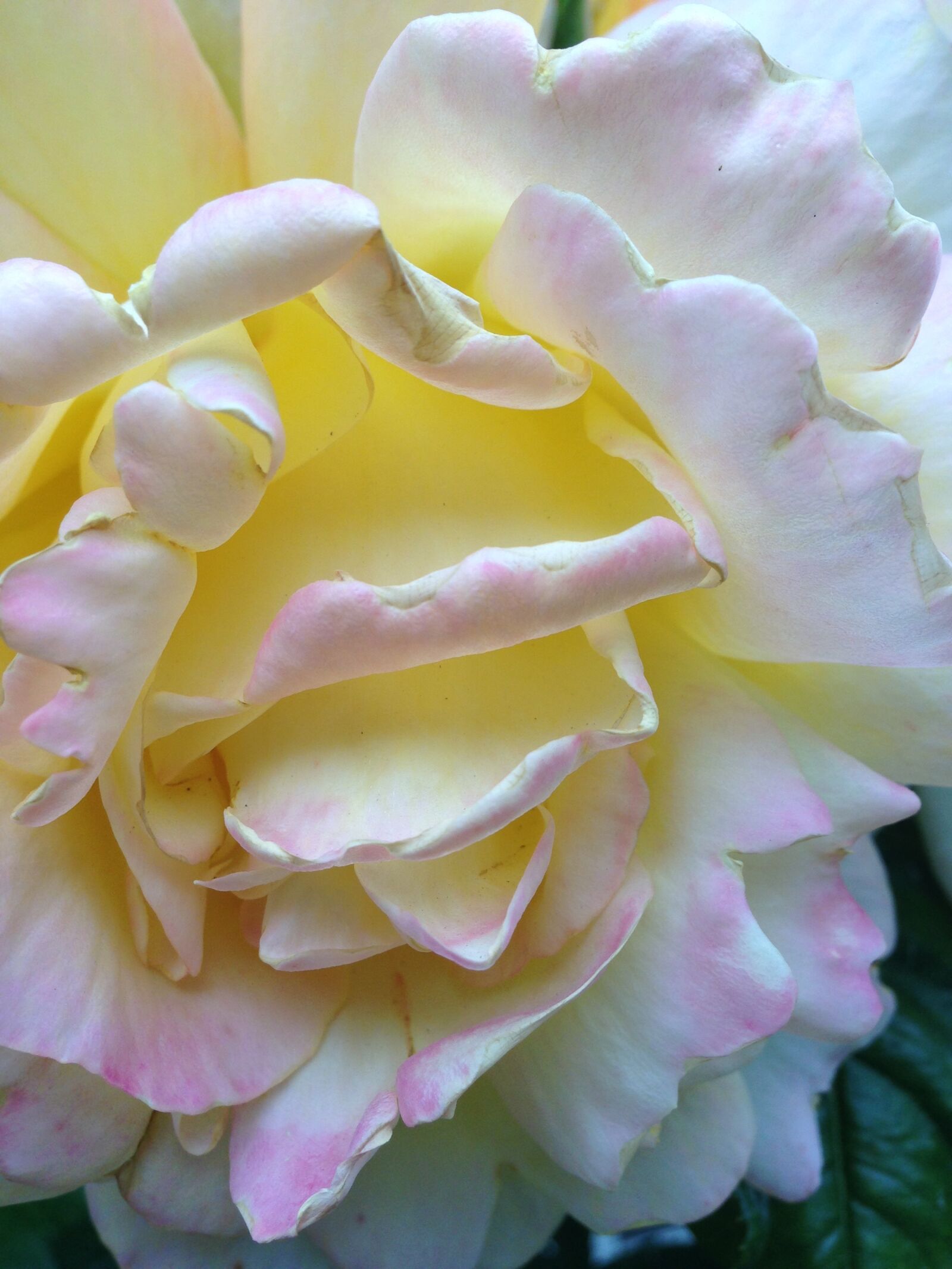 Apple iPhone 5 sample photo. Summer, rose, flower photography
