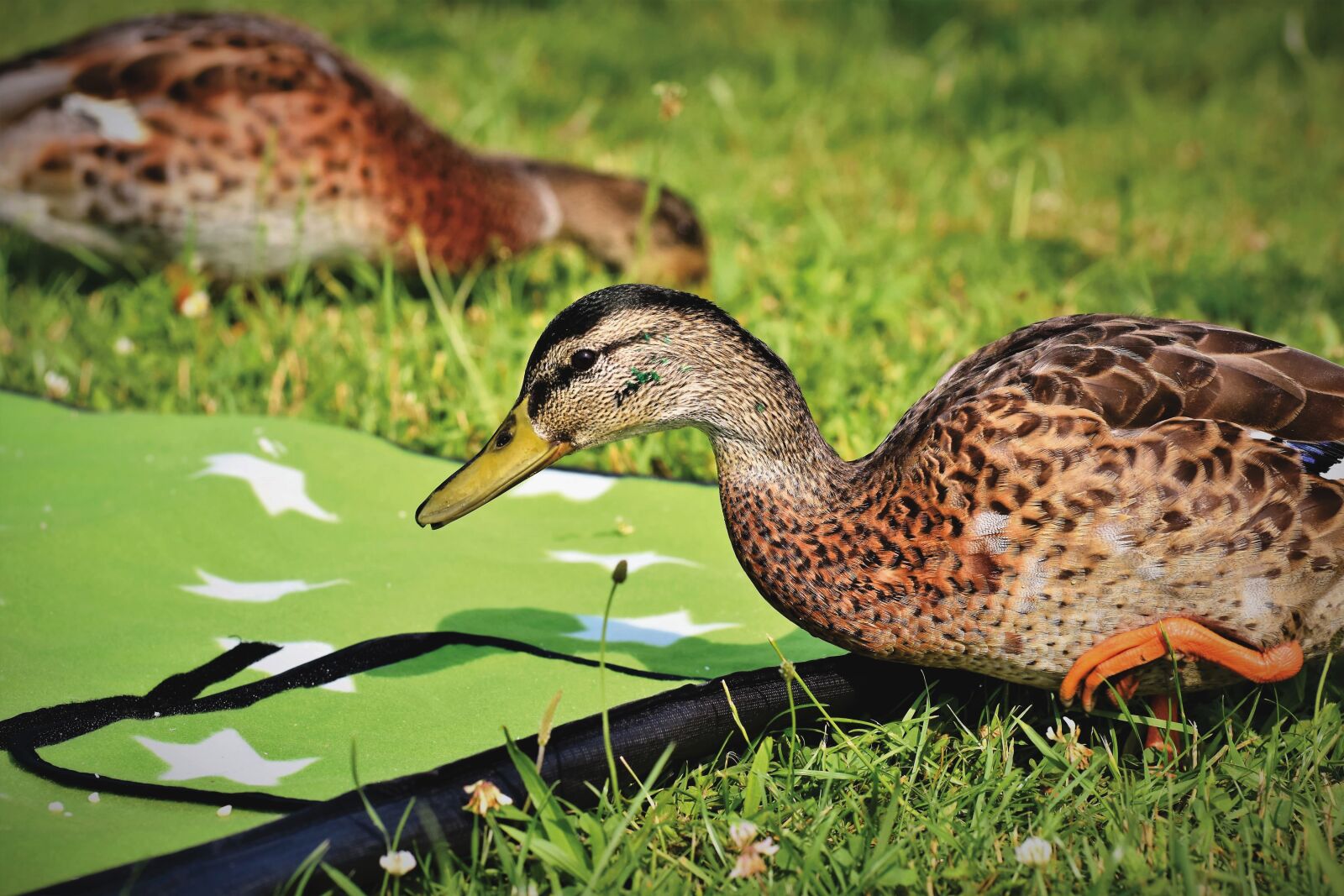 Nikon D7200 sample photo. Duck, mallard, water bird photography