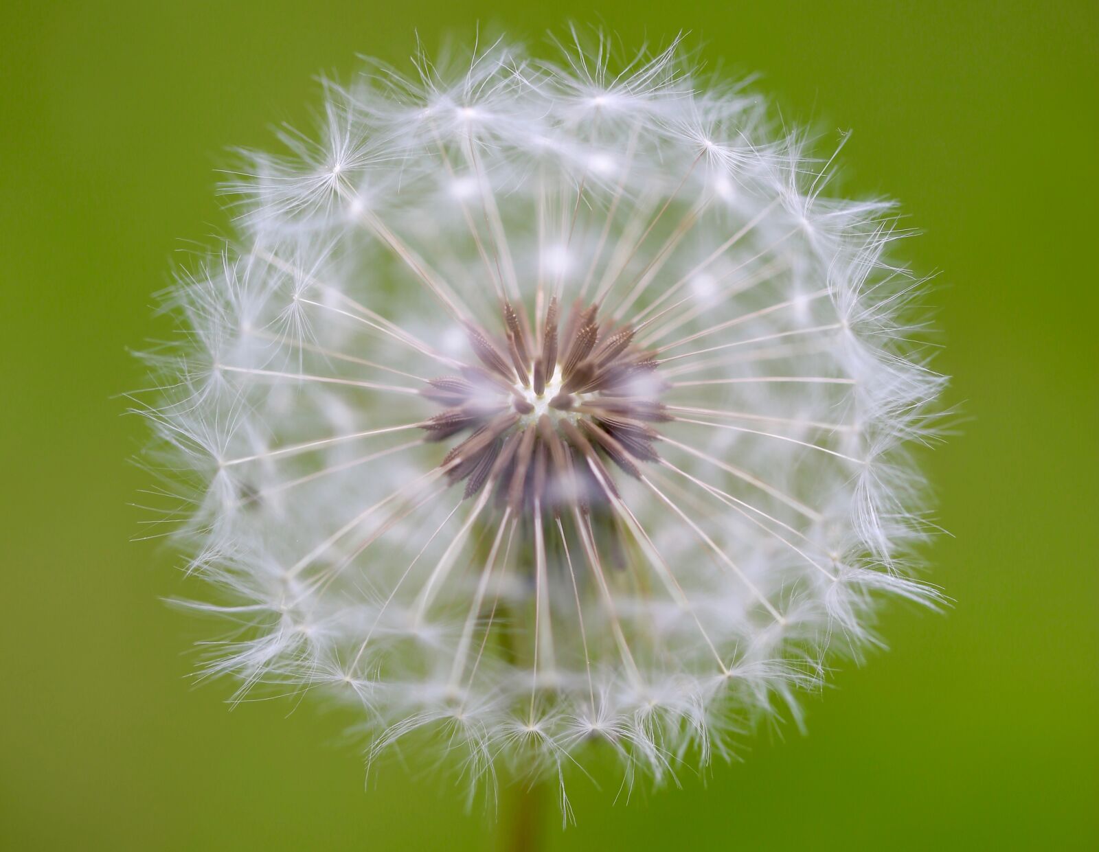 Canon EF 100mm F2.8L Macro IS USM sample photo. Dandelion, blossom, bloom photography