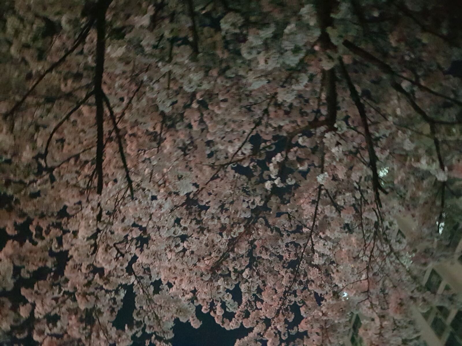 Samsung Galaxy S8+ sample photo. Night, beoc flowers, full photography
