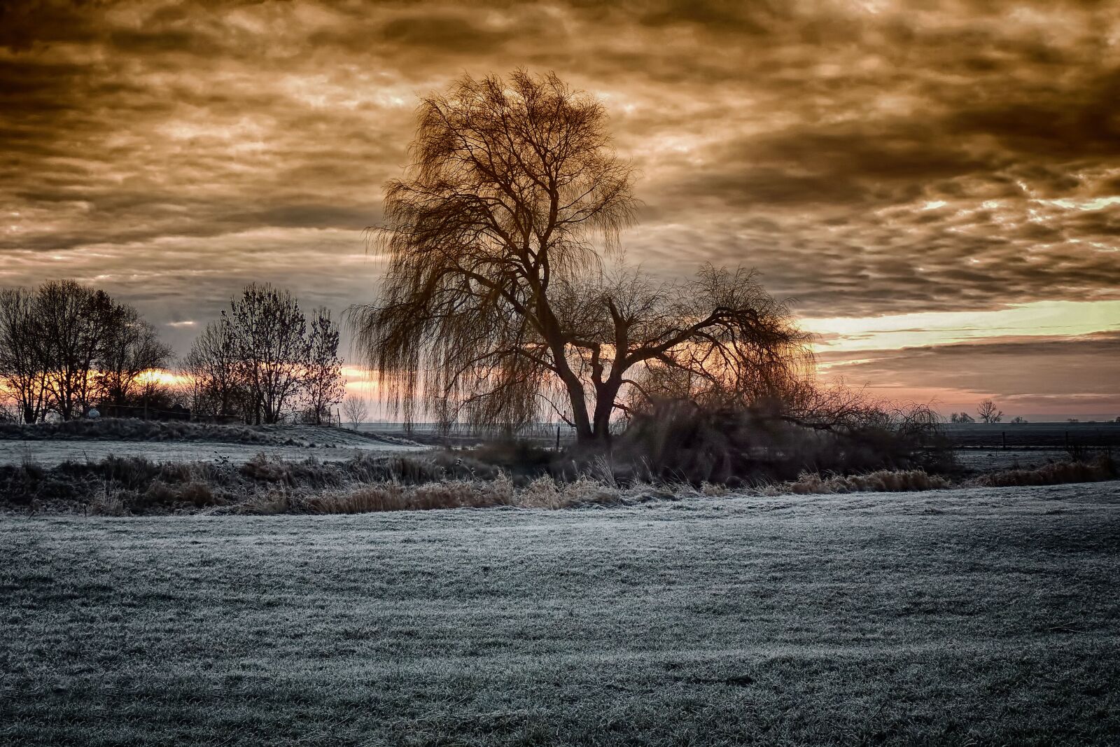 Nikon Coolpix P520 sample photo. Winter sunrise, pasture, weeping photography