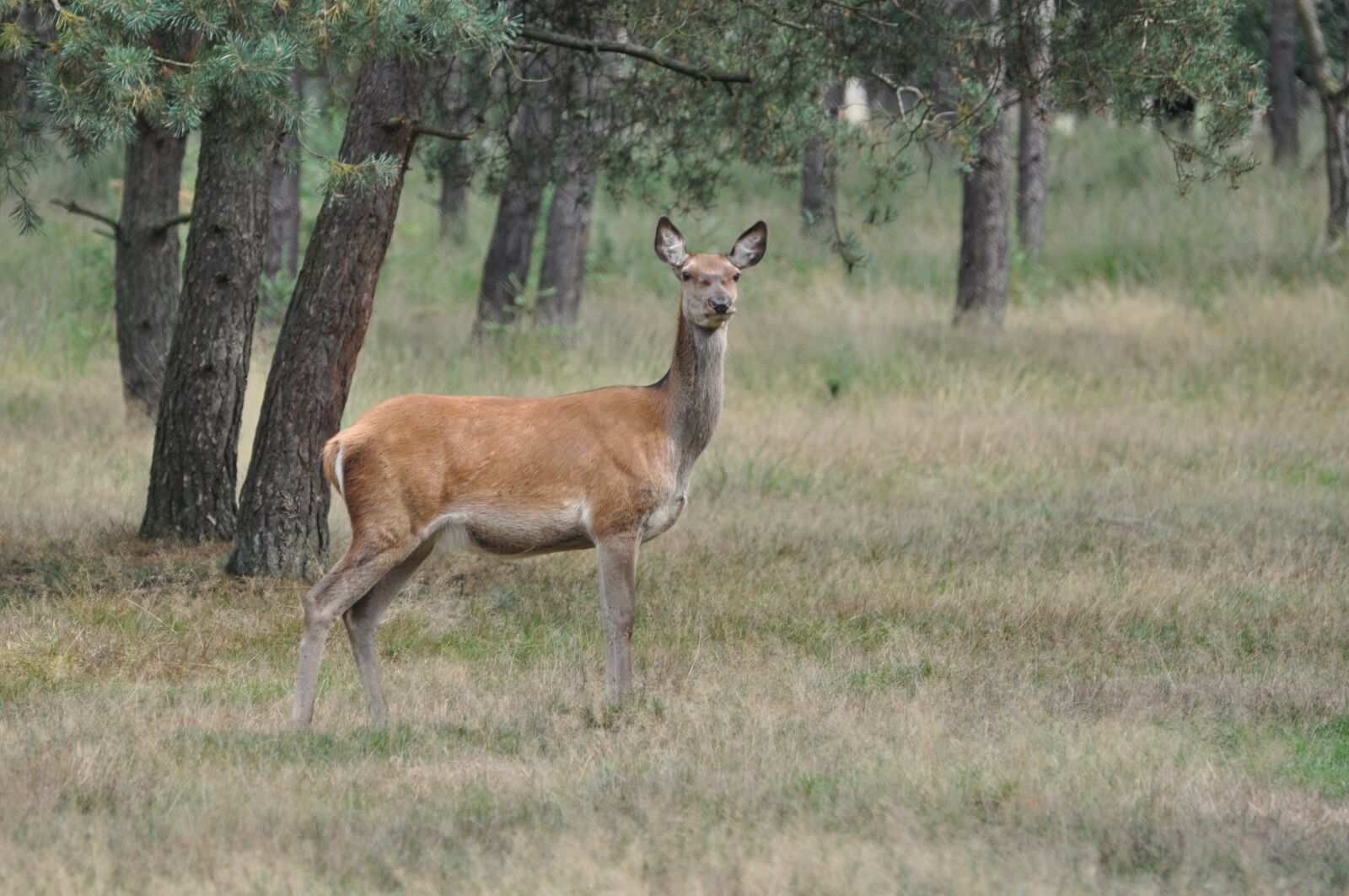 Nikon D90 sample photo. Veluwe, hinde, nature photography