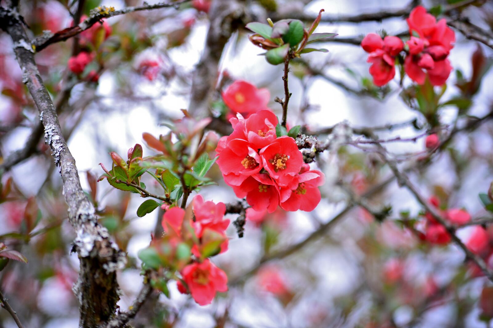 Nikon D600 sample photo. Apple blossom, blossom, apple photography