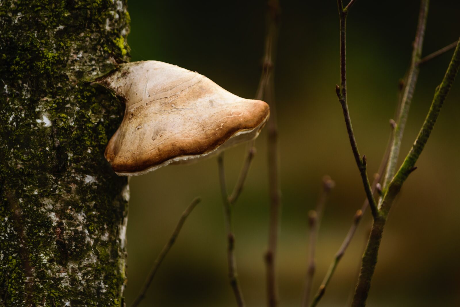 Nikon D5300 sample photo. Mushroom, tree, baumschwamm photography