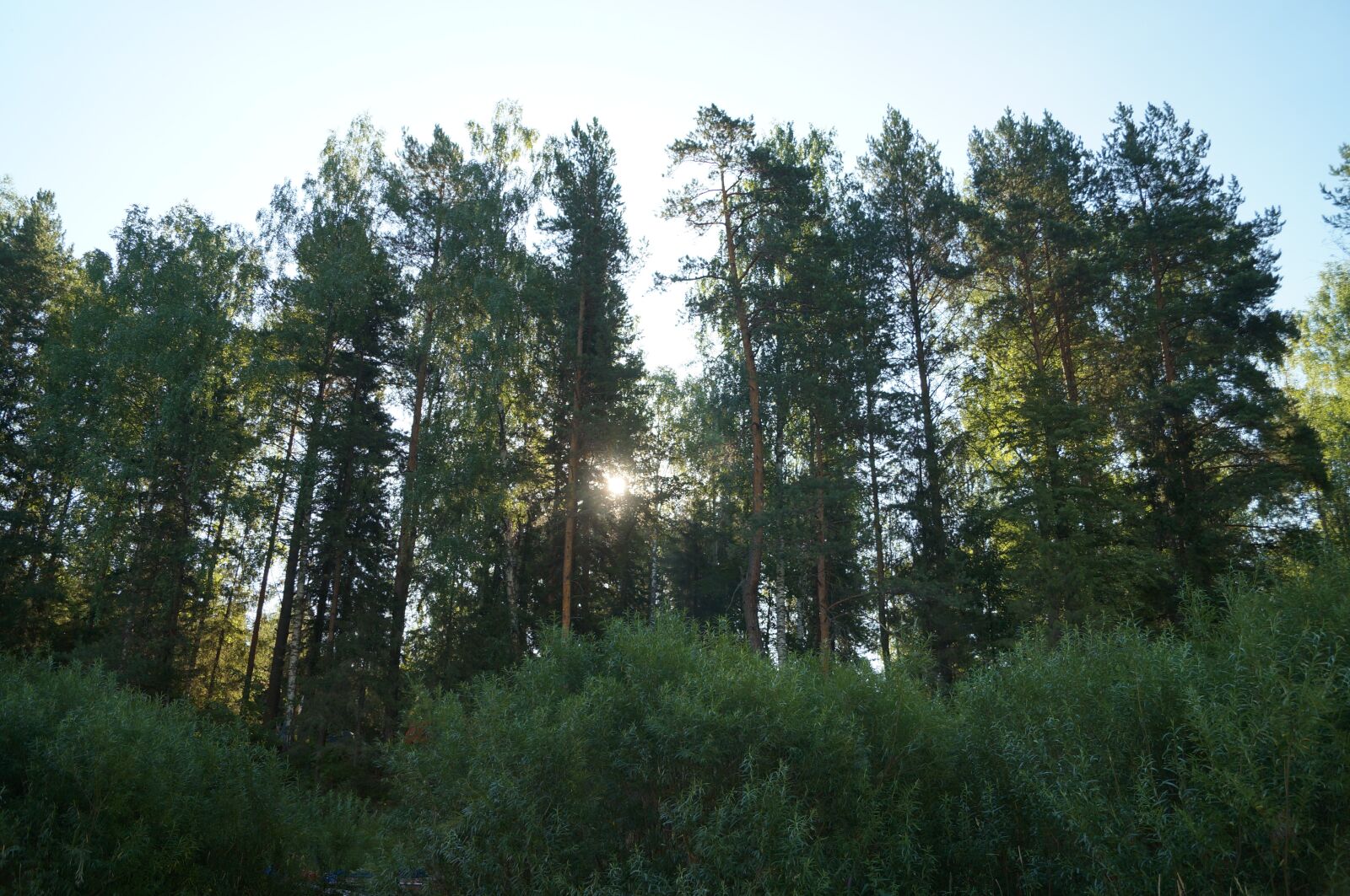 Sony SLT-A57 sample photo. Morning, forest, sun photography