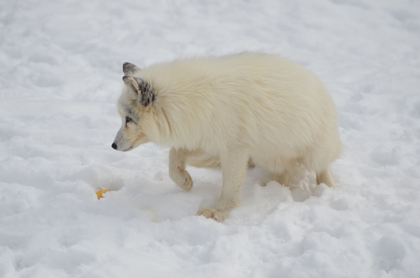 Nikon D7000 sample photo. Arctic, fox, animal photography