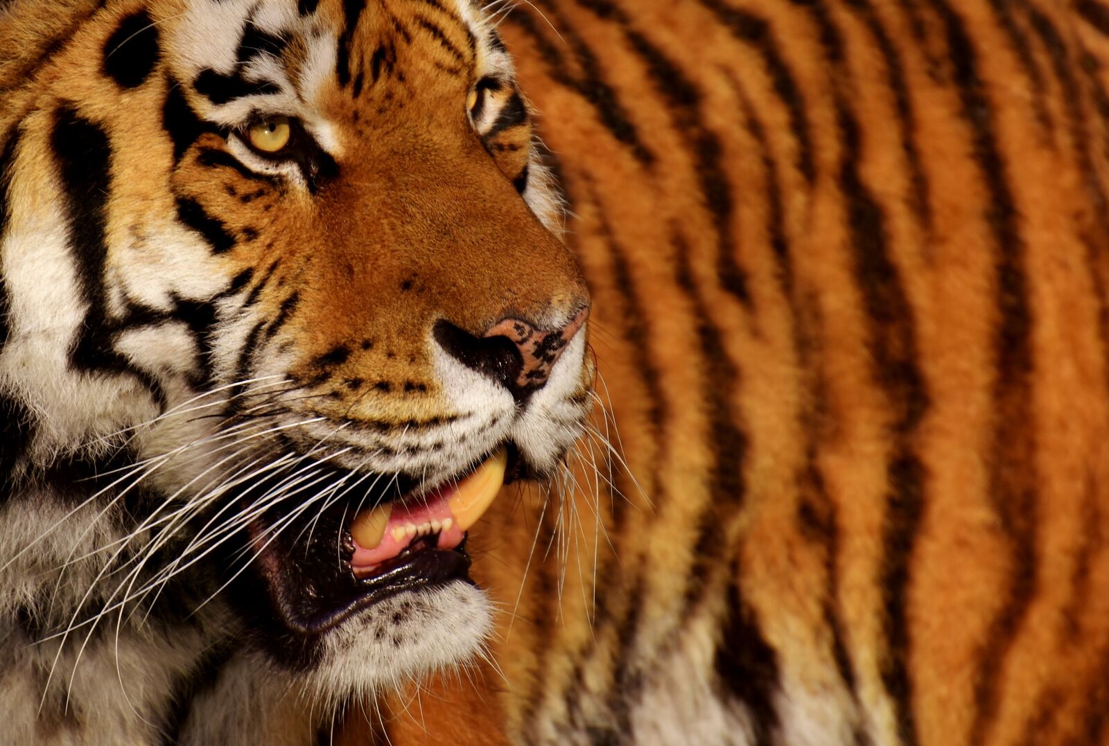 Nikon D7200 sample photo. Tiger, predator, fur photography