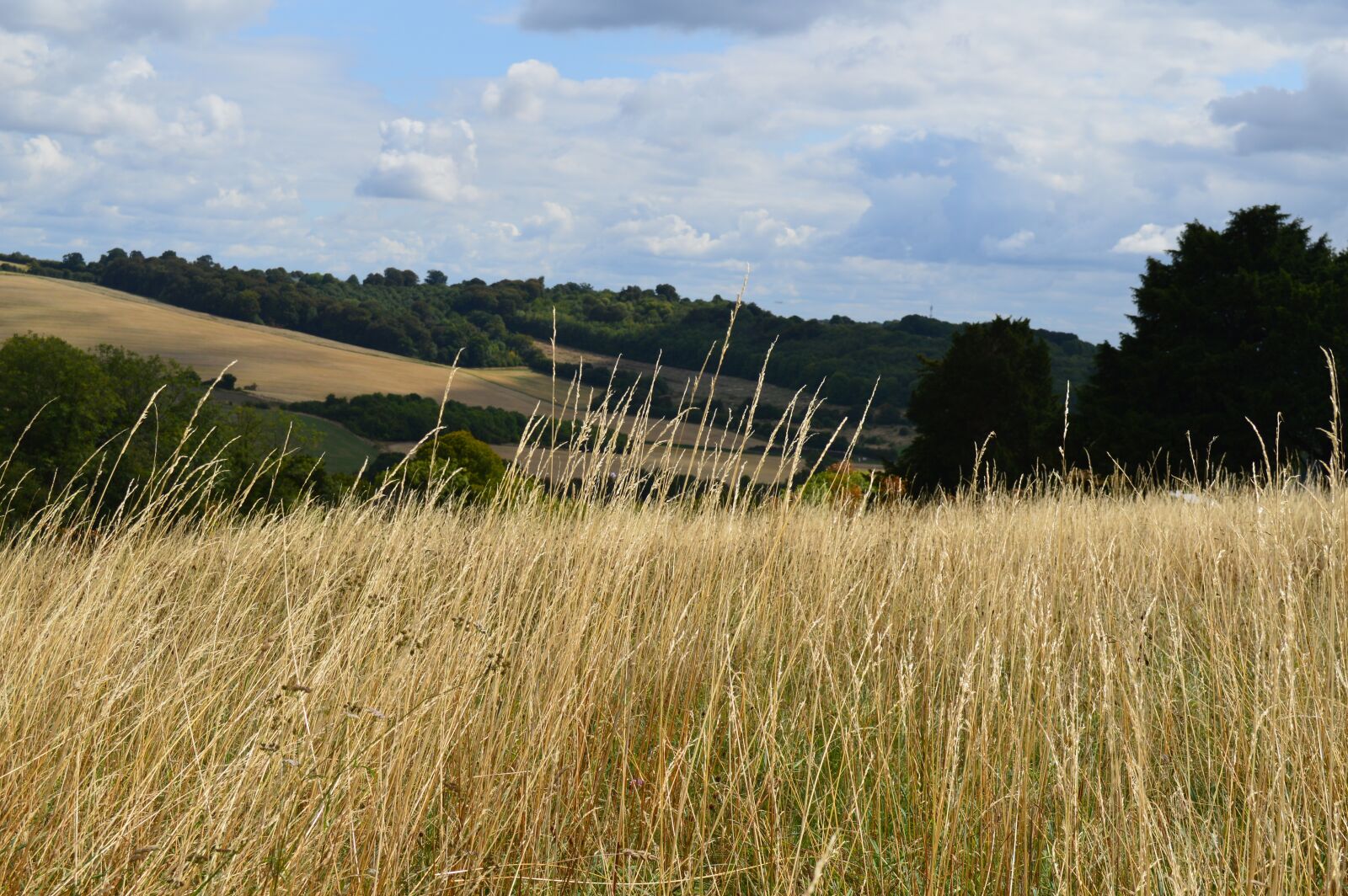 Nikon D3200 sample photo. Field, grass, sky photography