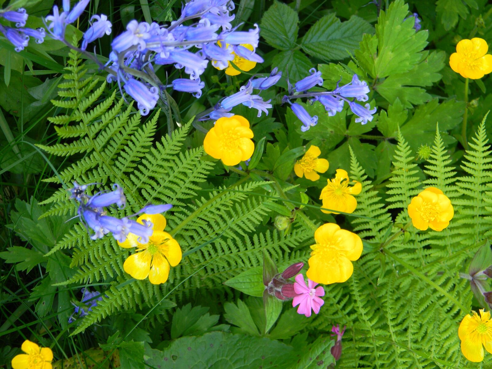 Nikon Coolpix L110 sample photo. Spring, floral, yellow photography