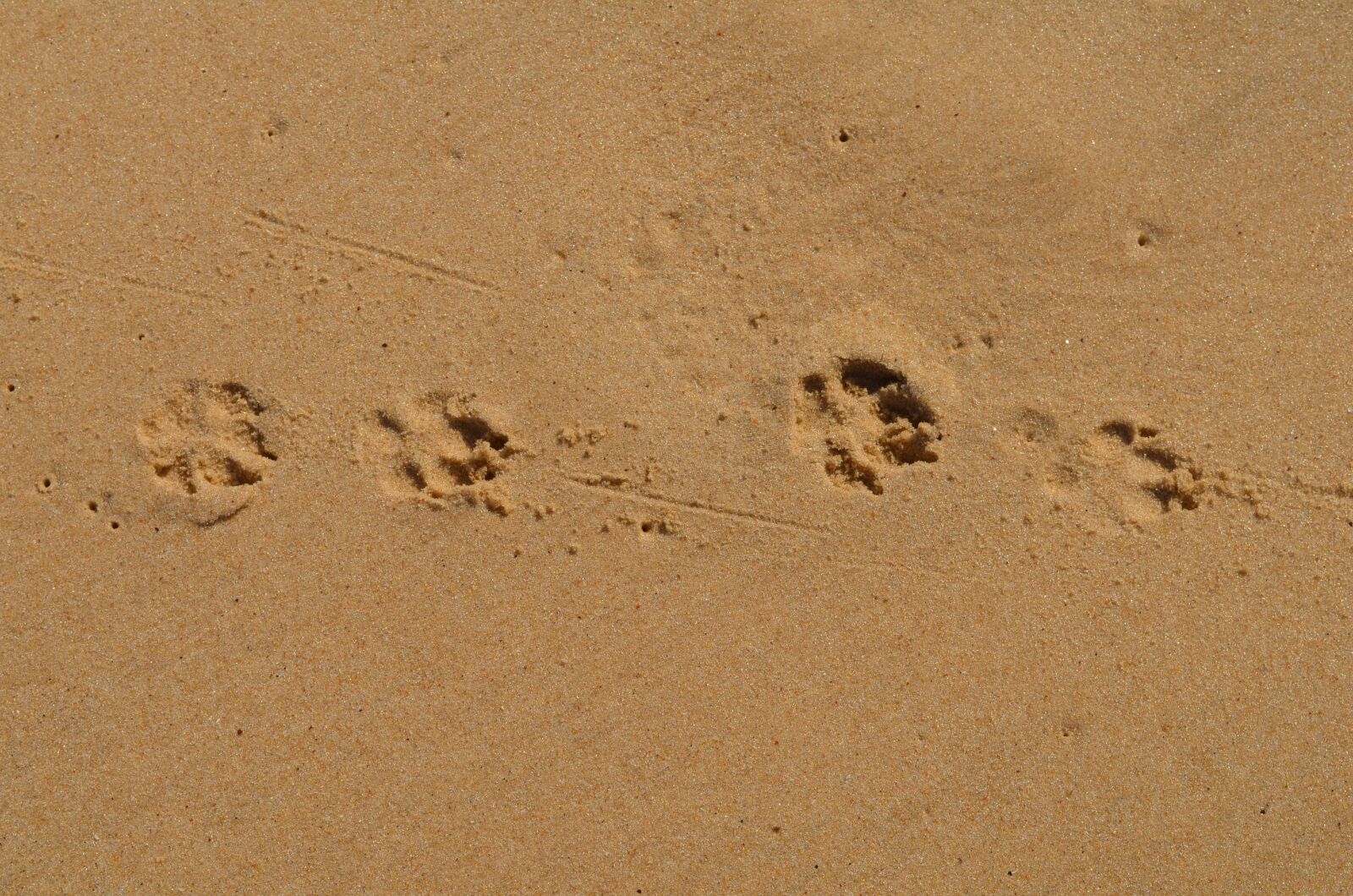 Nikon D5100 sample photo. Paraty, beach, dog photography