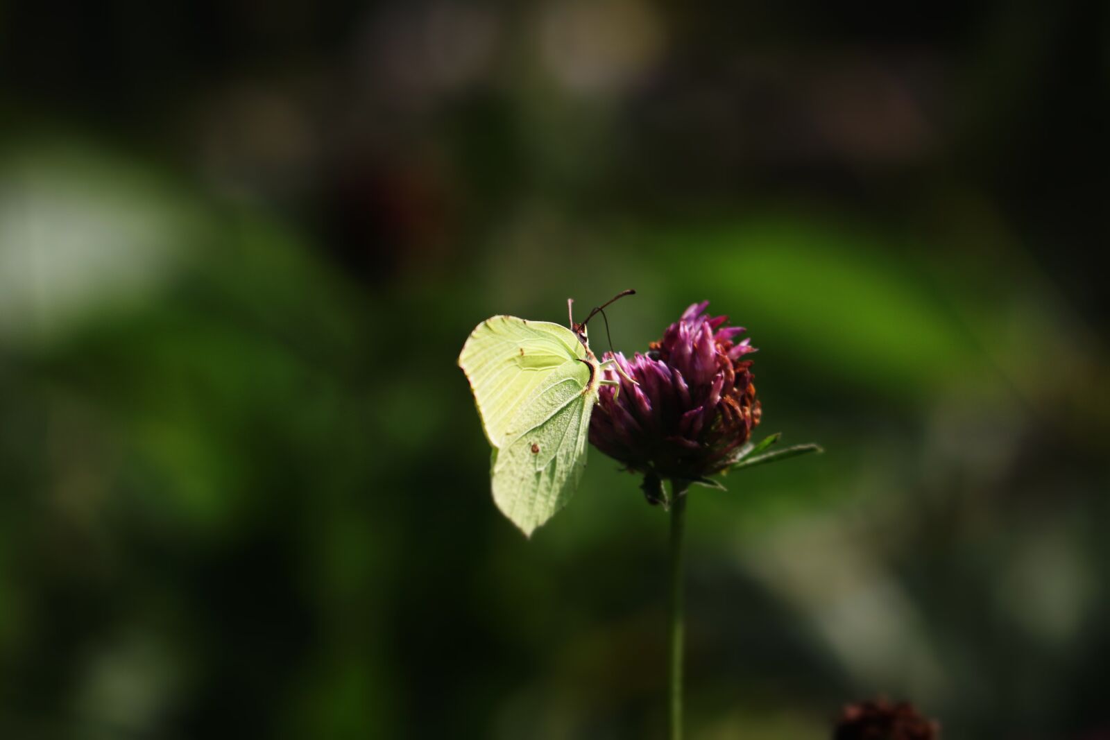 Canon EF 70-300 F4-5.6 IS II USM sample photo. Butterfly, fly, nature photography