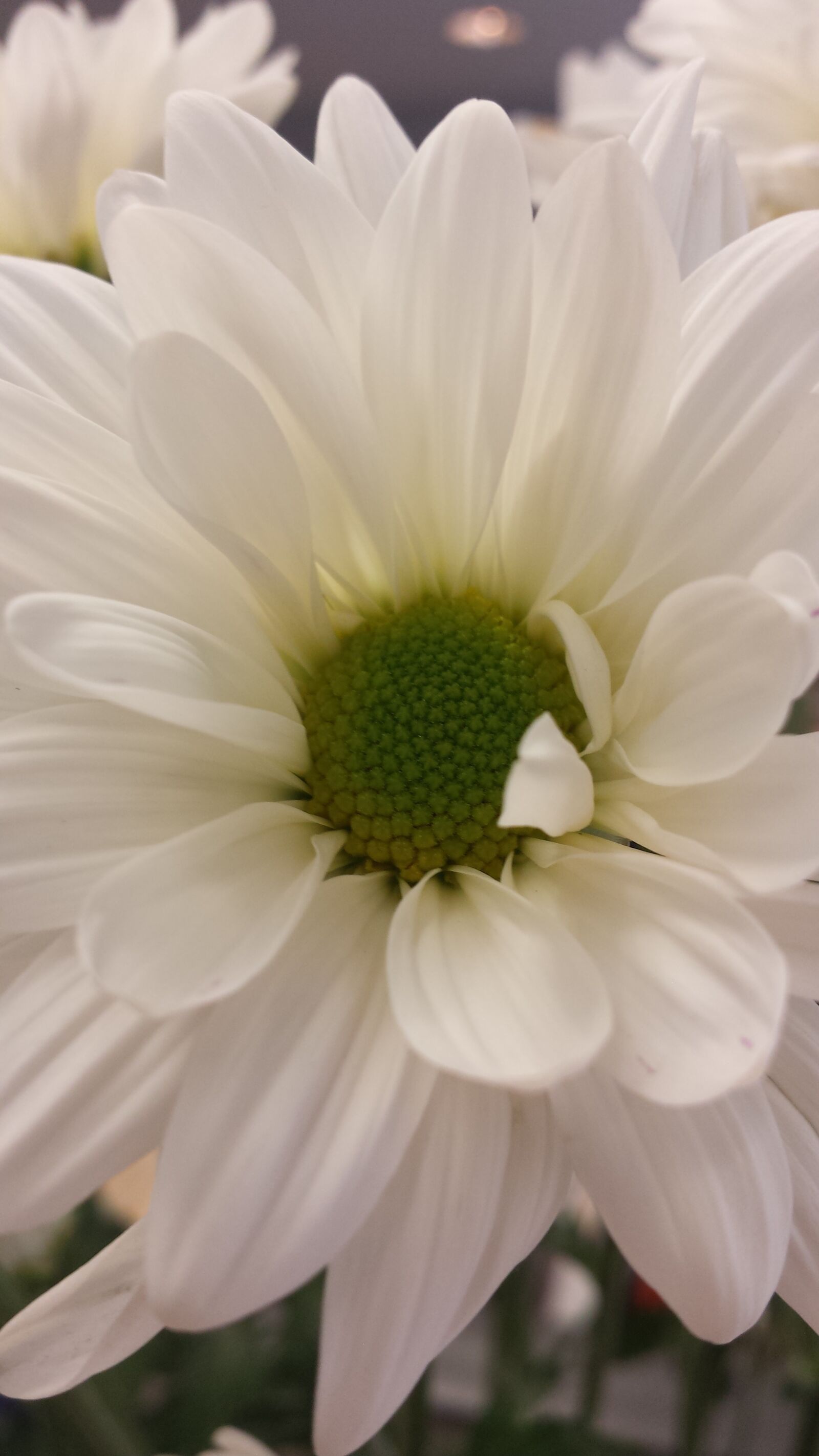 Samsung Galaxy S4 sample photo. White, single, star flower photography