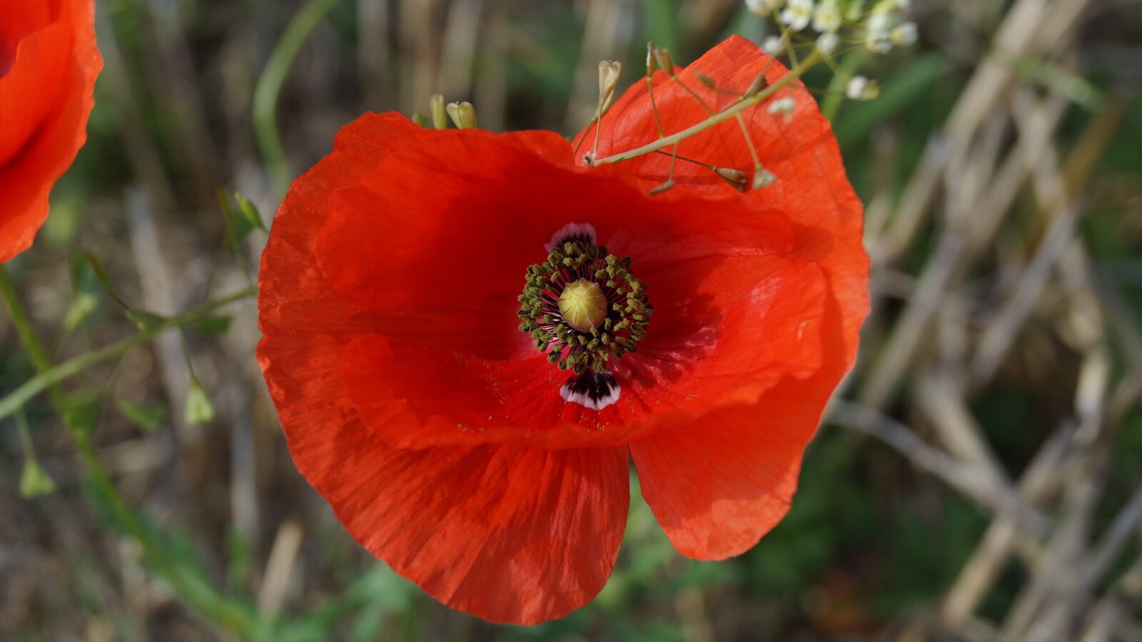 Sony SLT-A65 (SLT-A65V) + Sony DT 18-55mm F3.5-5.6 SAM sample photo. Klatschmohn, wild plant, bloom photography