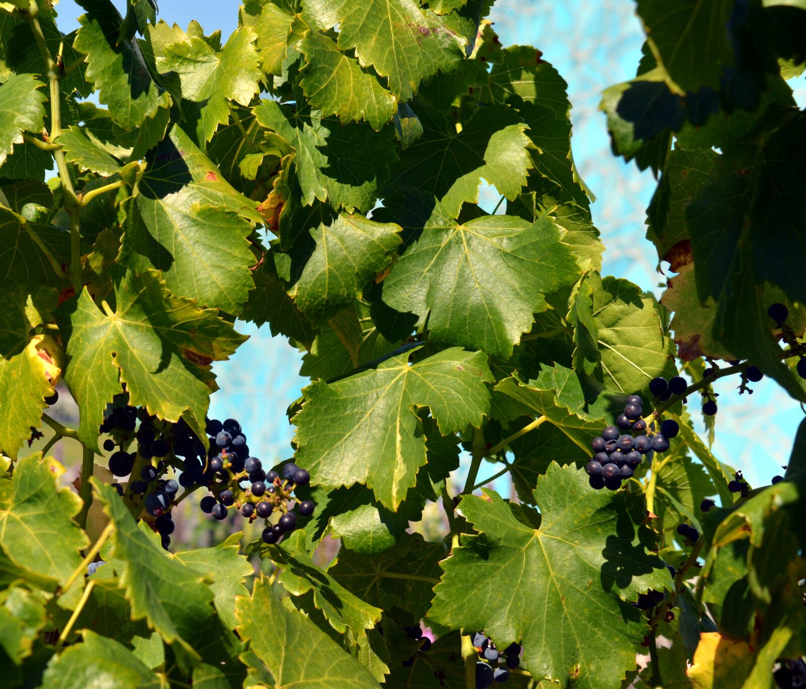 Nikon D3200 sample photo. Grapes, vine, blue grapes photography