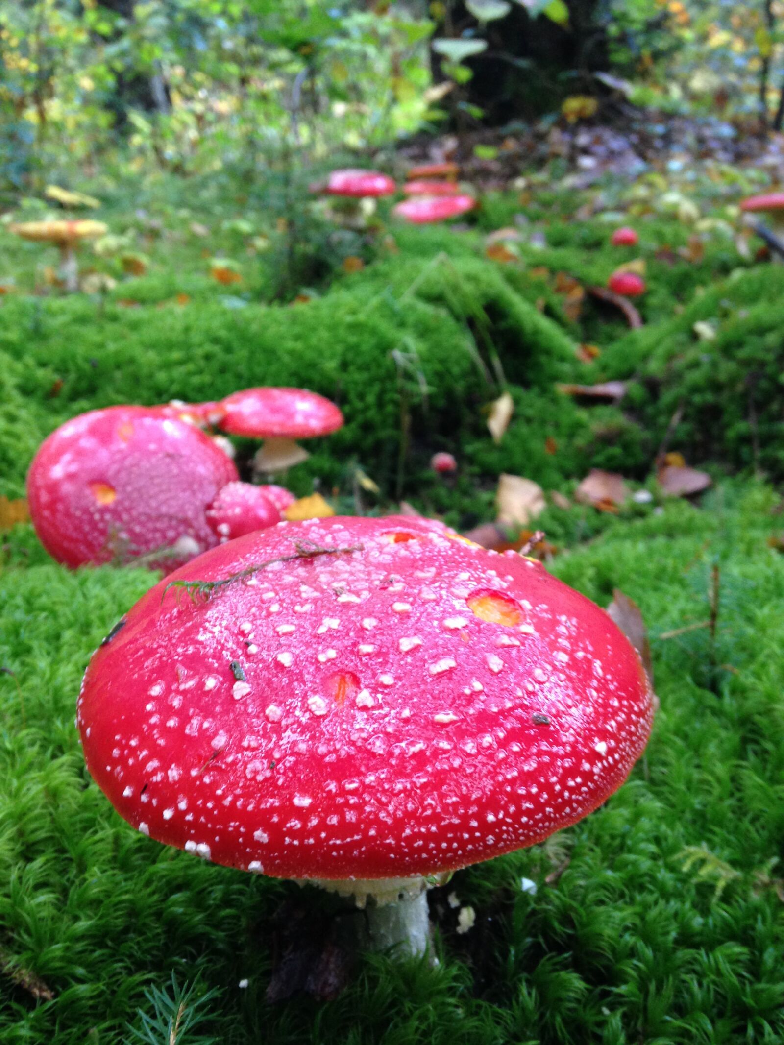 iPhone 5c back camera 4.12mm f/2.4 sample photo. Mushrooms, forest, france photography