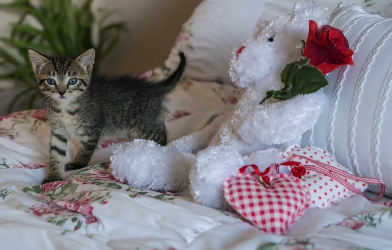 Sony a7R II + Sony FE 24-240mm F3.5-6.3 OSS sample photo. Kitten, newborn, cat photography