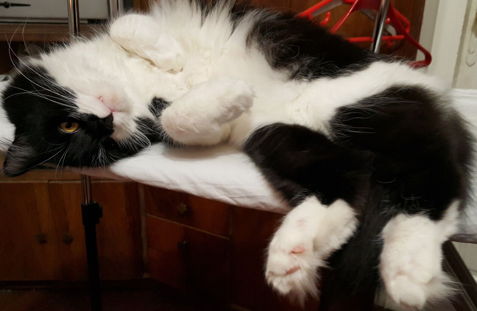Samsung Galaxy Note4 sample photo. Funny, cat, laziness photography