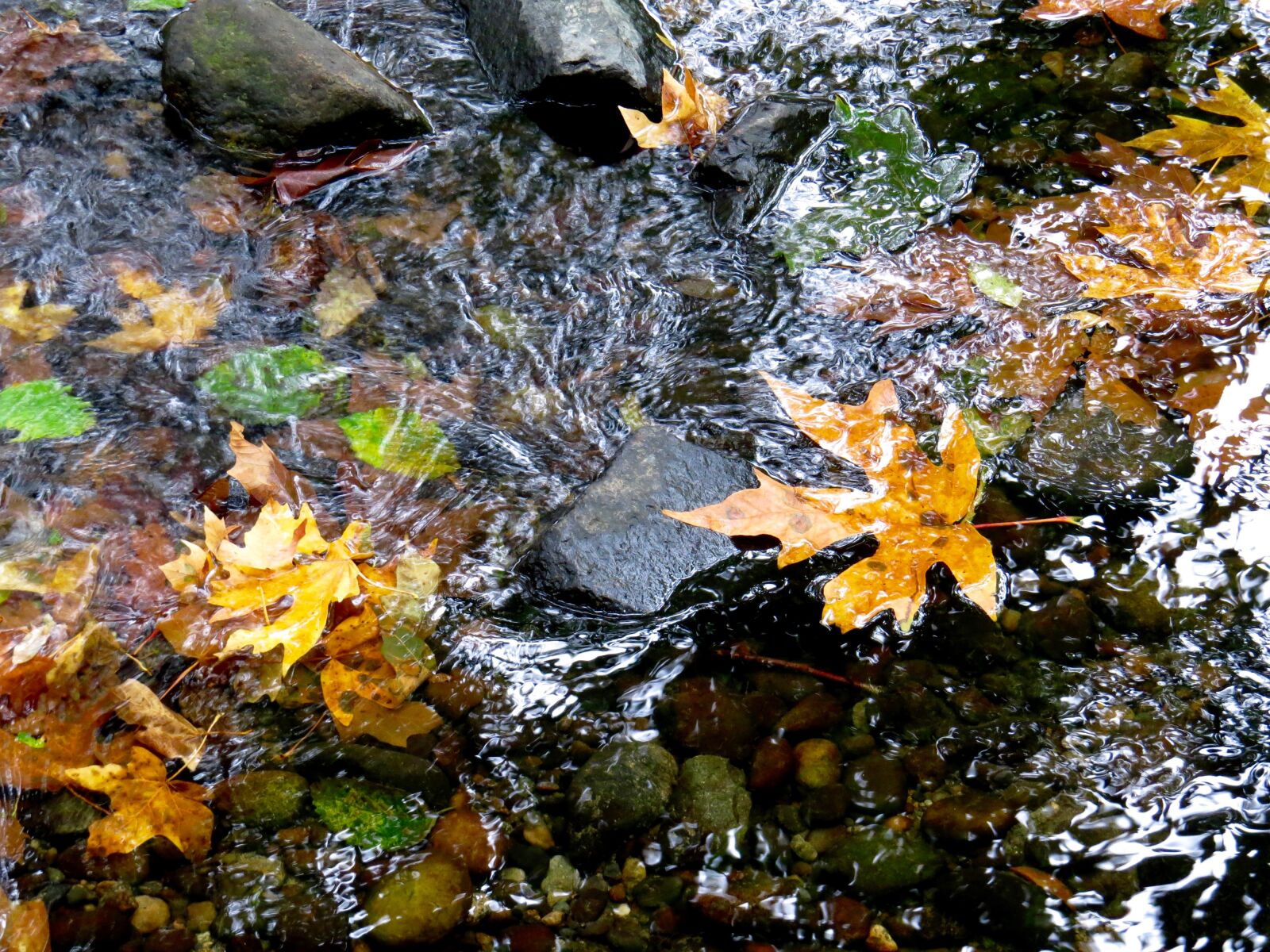 Canon PowerShot SX50 HS sample photo