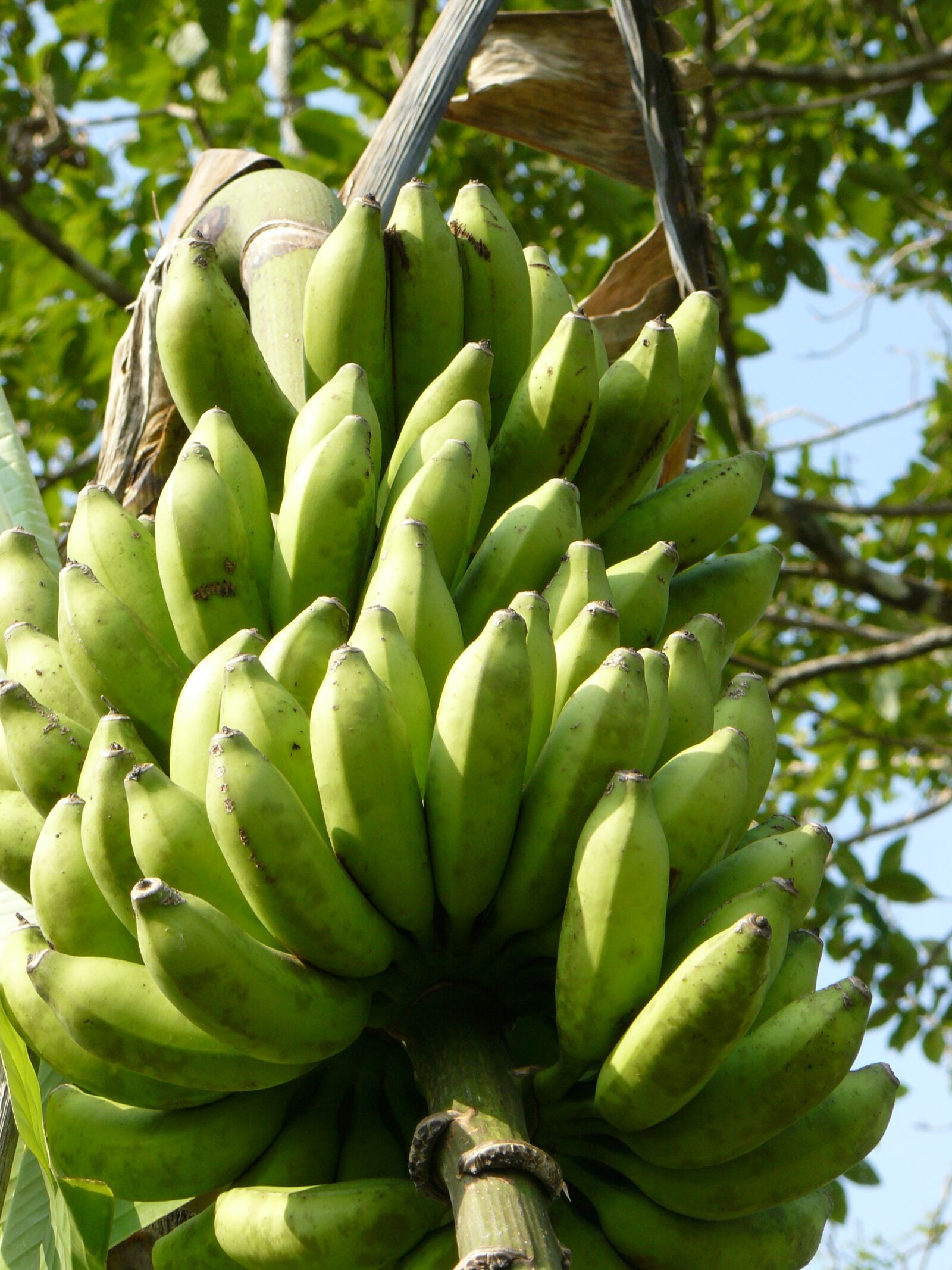 Panasonic DMC-FZ8 sample photo. Bananas, green, stalk photography