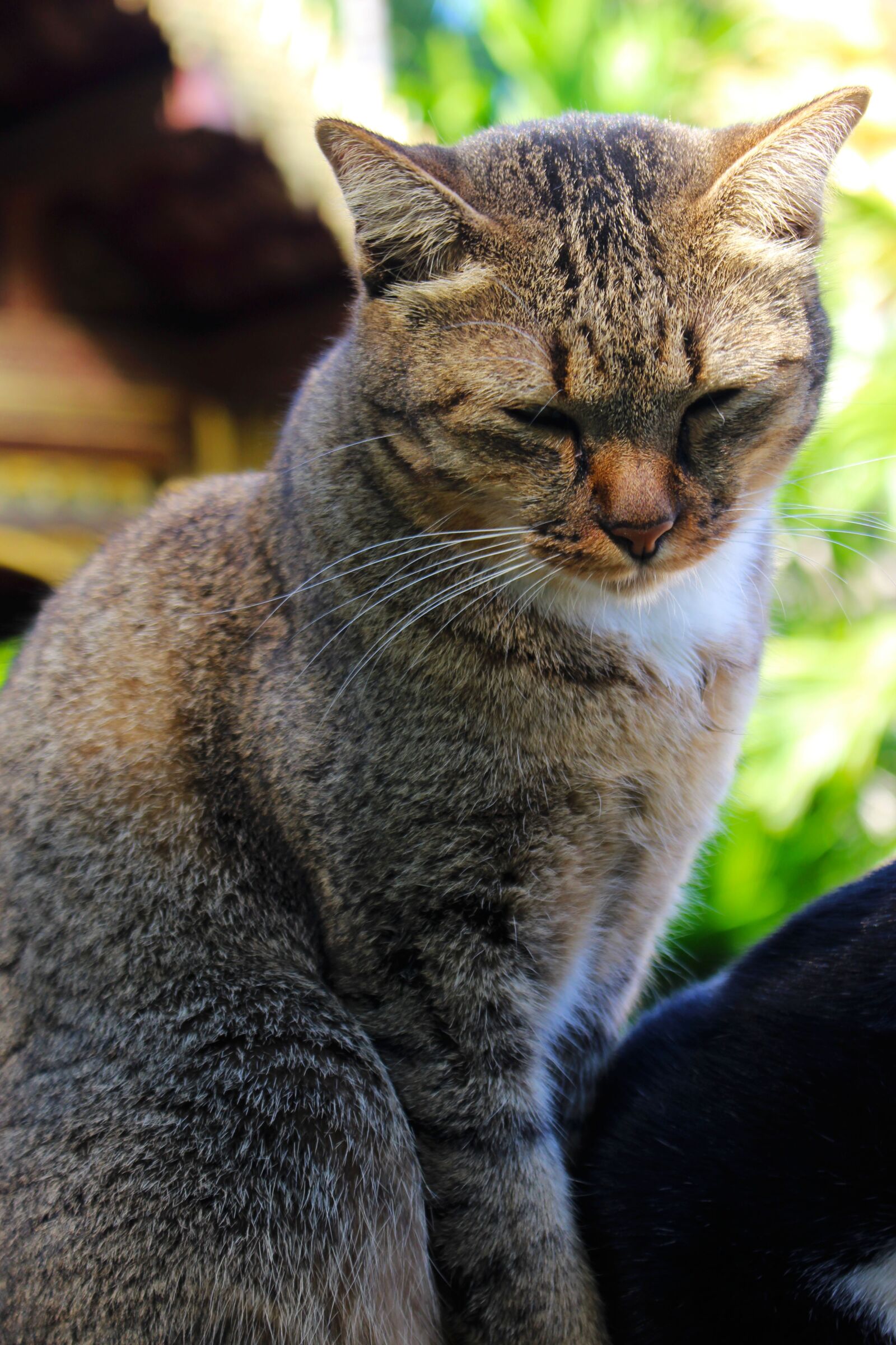 Canon EOS 700D (EOS Rebel T5i / EOS Kiss X7i) sample photo. Domestic cat, feline, cat photography