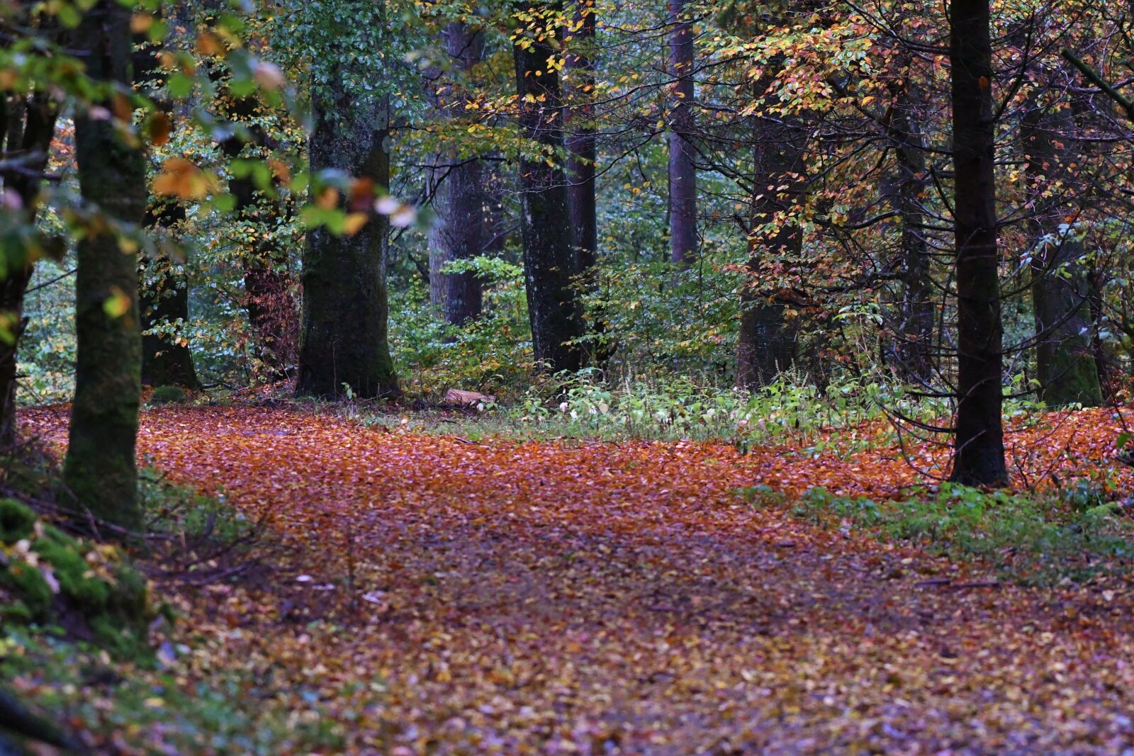 Nikon D500 sample photo. Forest, fall colors, autumn photography