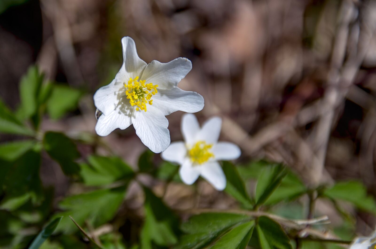 Nikon D7000 sample photo. Wood anemone, white, wild photography