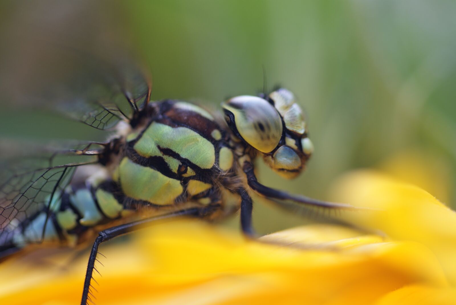 Sony Alpha DSLR-A200 sample photo. Dragonfly, macro, bug photography