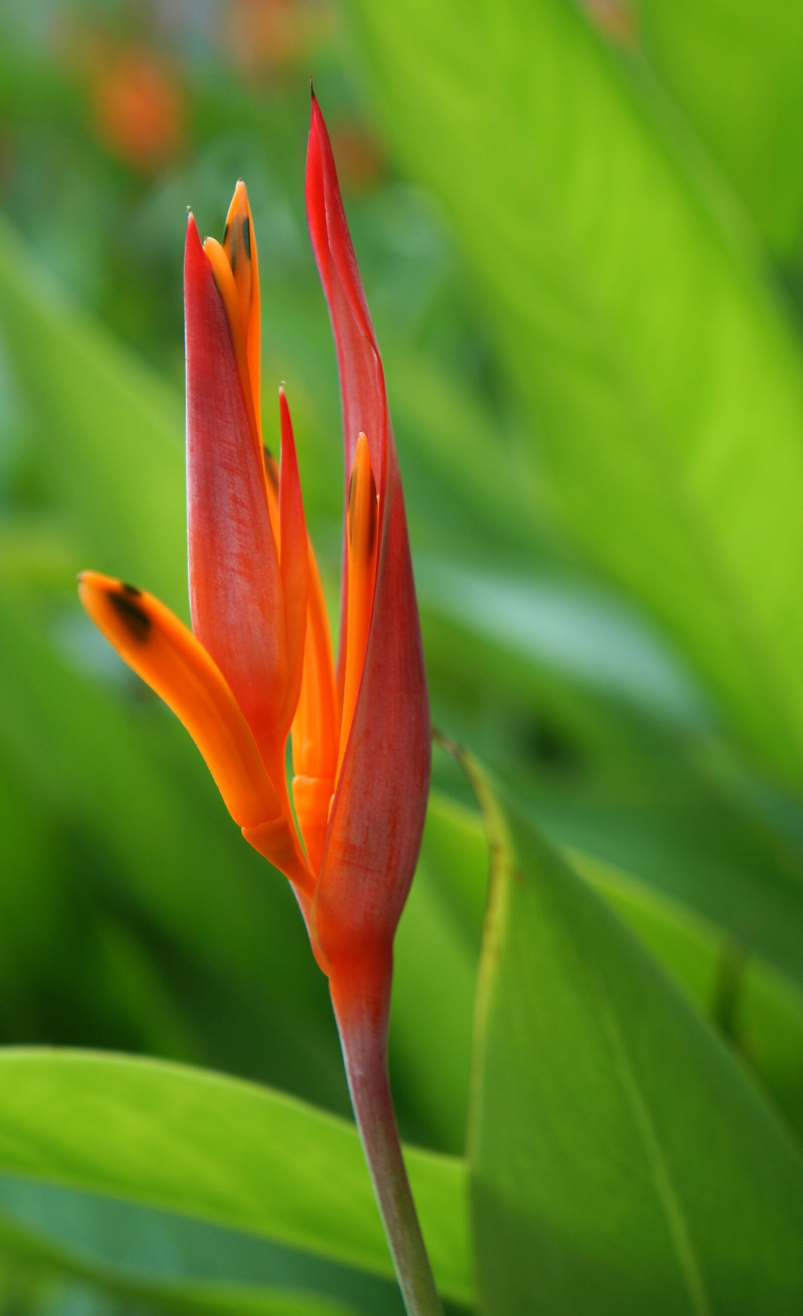 Sony Alpha NEX-F3 + Sony E 18-55mm F3.5-5.6 OSS sample photo. Flower, red, natural photography
