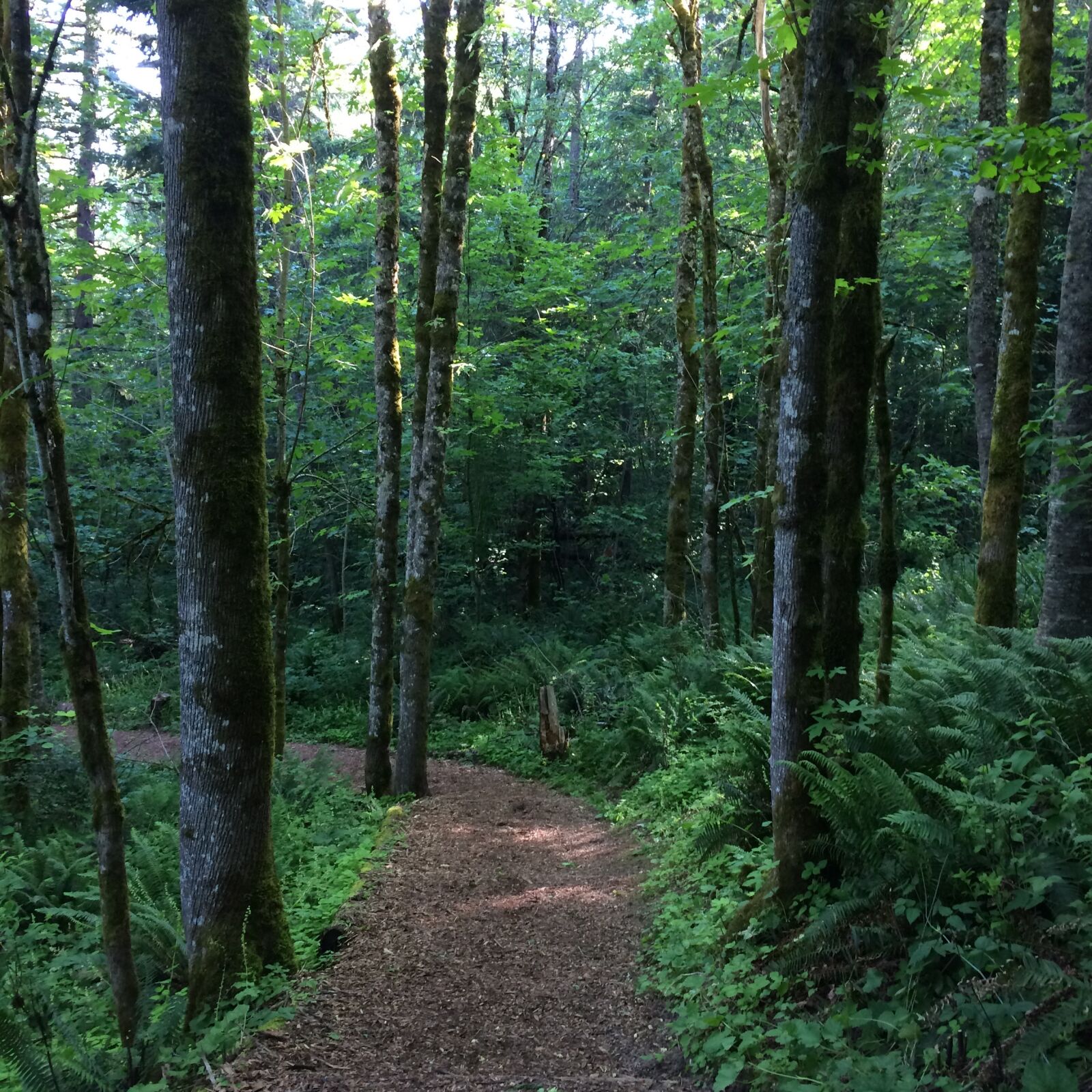 iPhone 5s back camera 4.15mm f/2.2 sample photo. Forest, forest, path, path photography