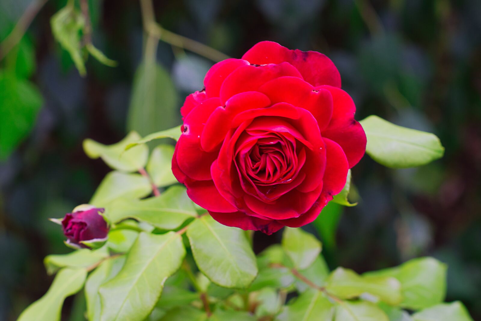 Sony SLT-A58 + Sony DT 50mm F1.8 SAM sample photo. Rose, red, blossom photography
