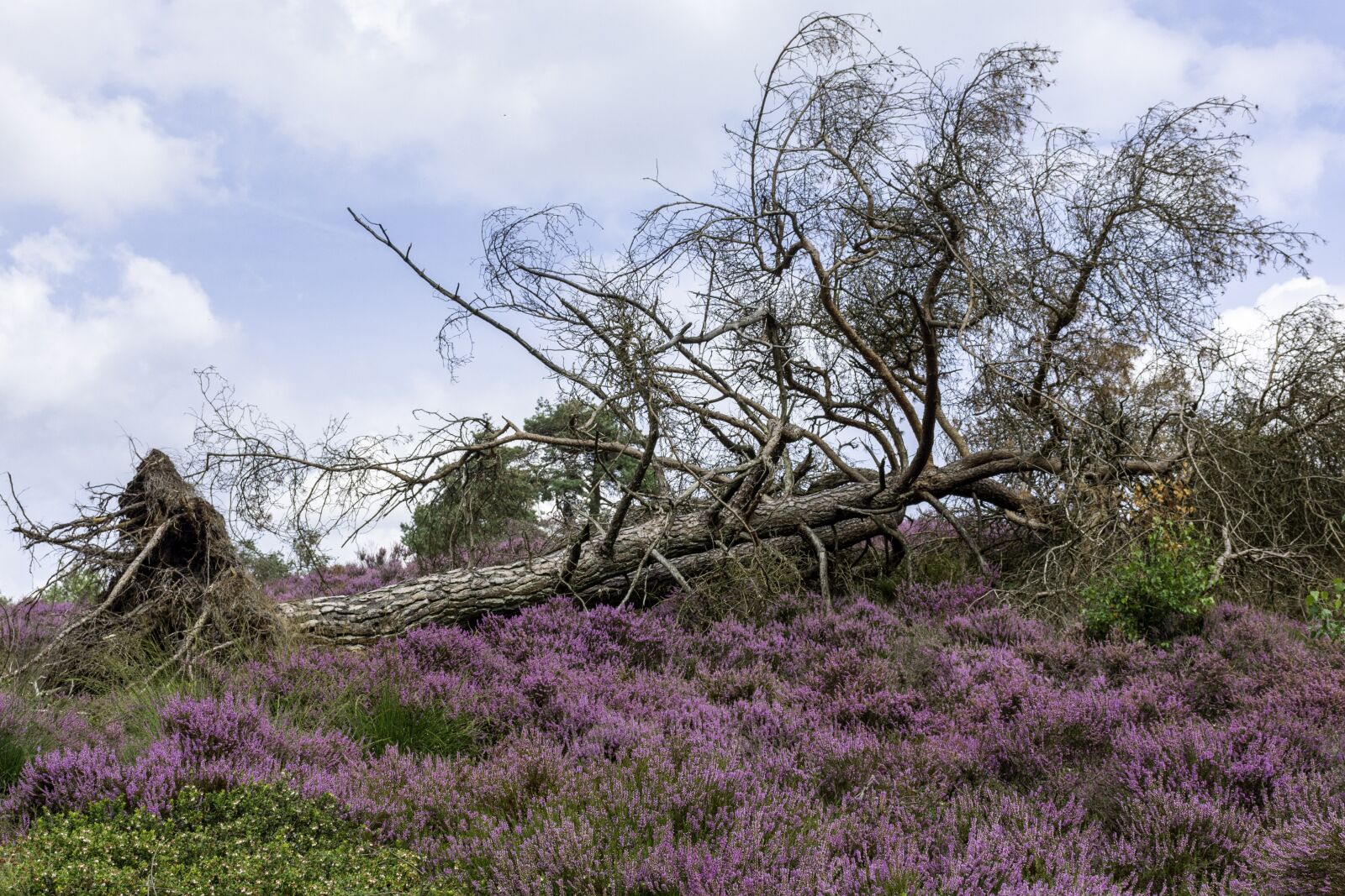 Nikon D7200 sample photo. Nature, heide, landscape photography