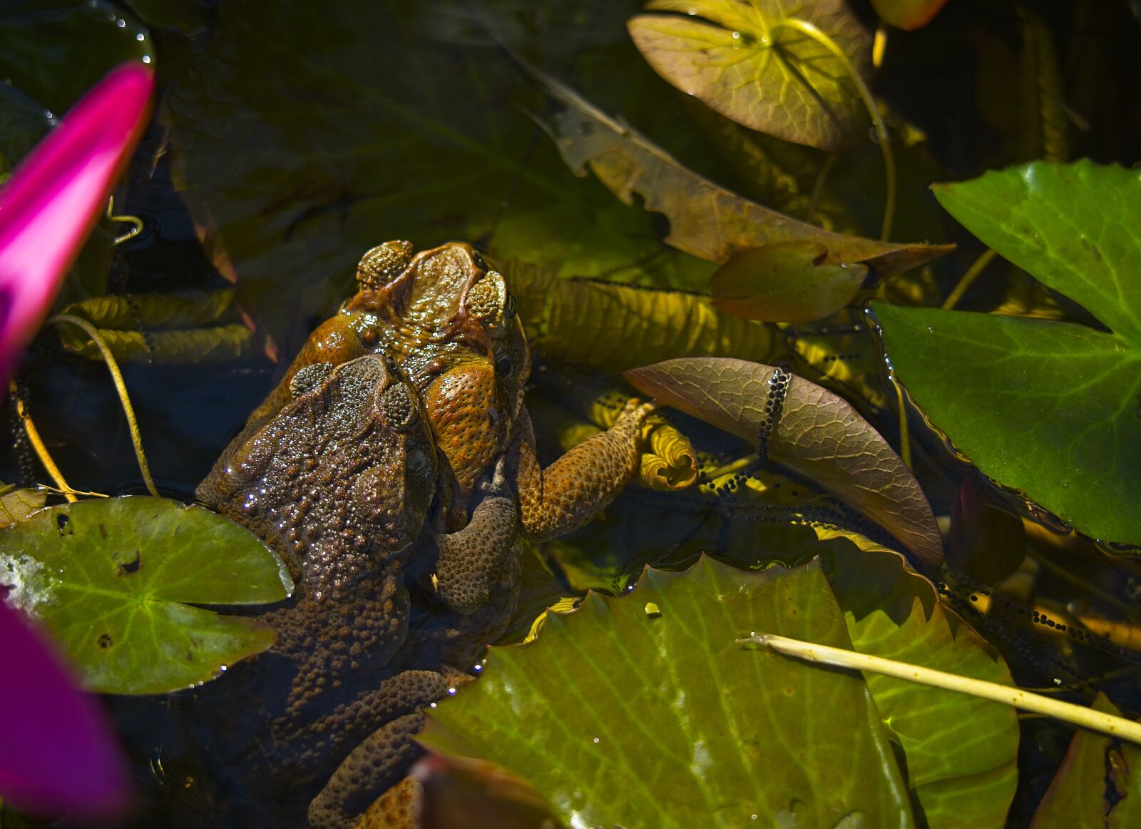 Sony FE 24-105mm F4 G OSS sample photo. Frogs, bullfrogs, mating photography