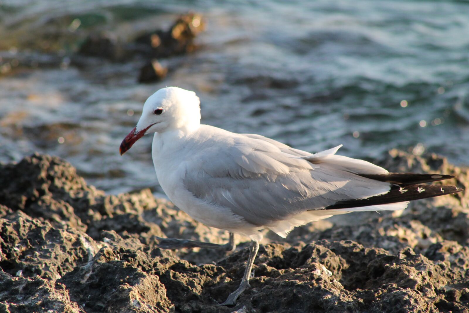 Canon EF75-300mm f/4-5.6 sample photo. Seagull, bird, gulls photography