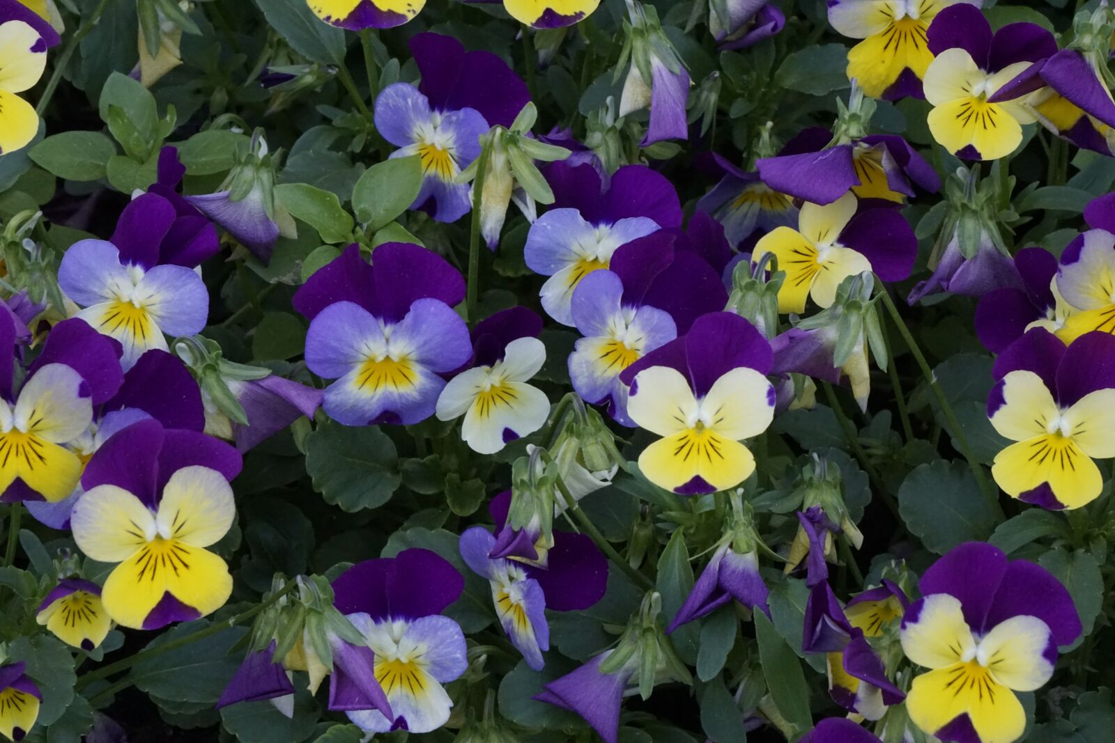 Sony a5100 sample photo. 400–500, blossom, bloom photography