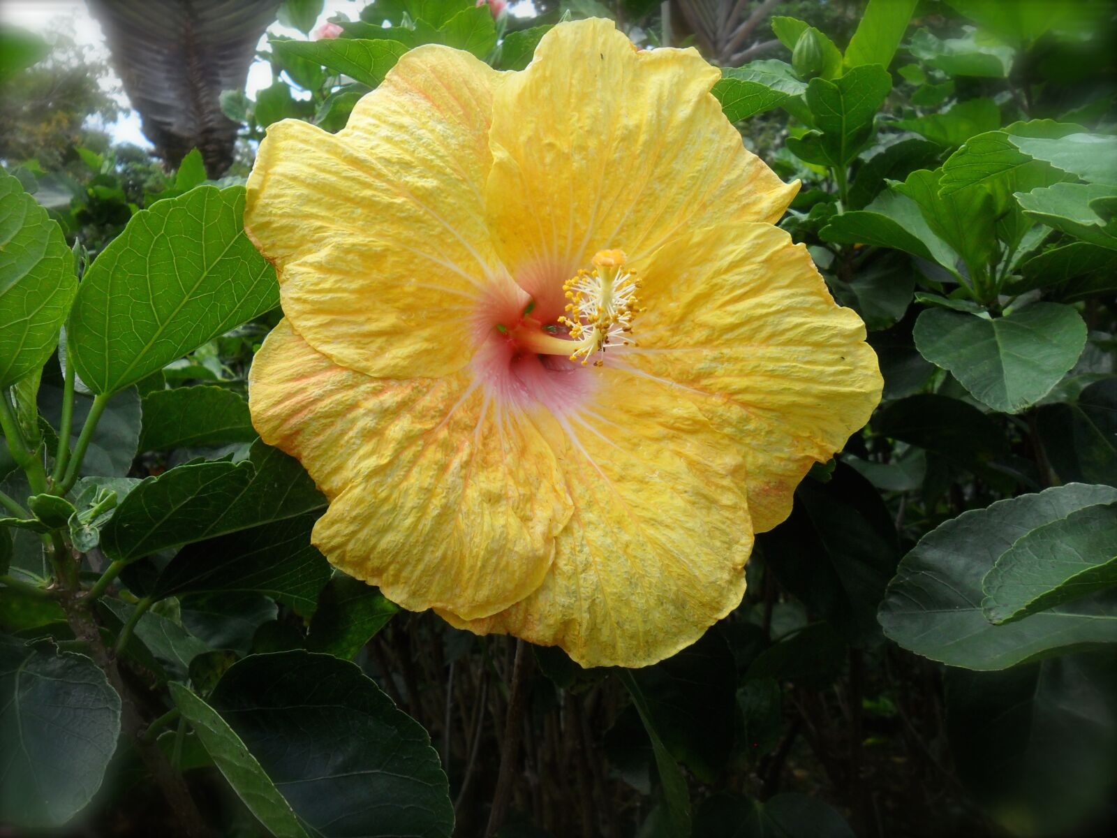 Samsung ES65, ES67 / VLUU ES65, ES67 /  SL50 sample photo. Flower, hibiscus, yellow photography