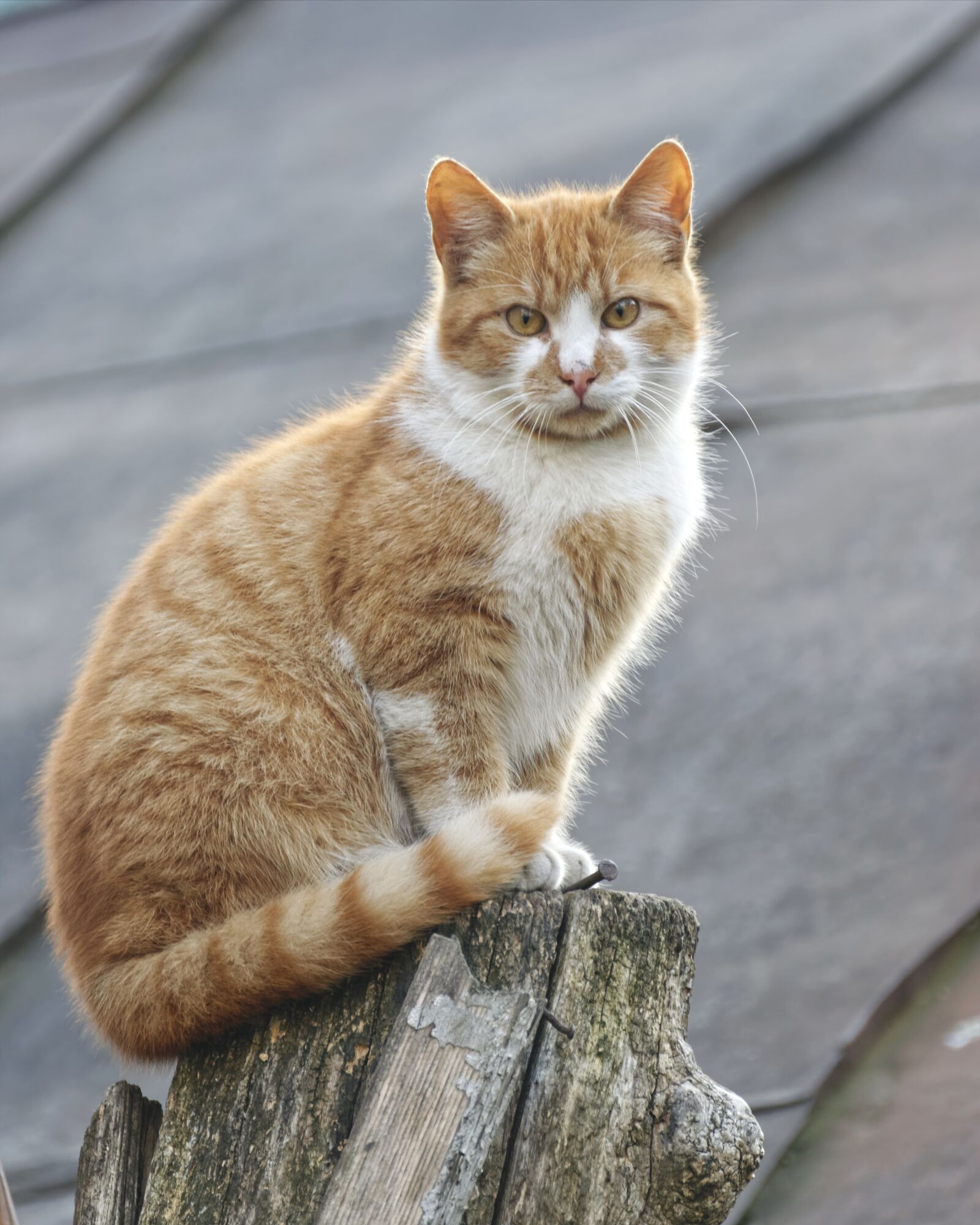 Nikon D5300 sample photo. Cat, pet, domestic photography
