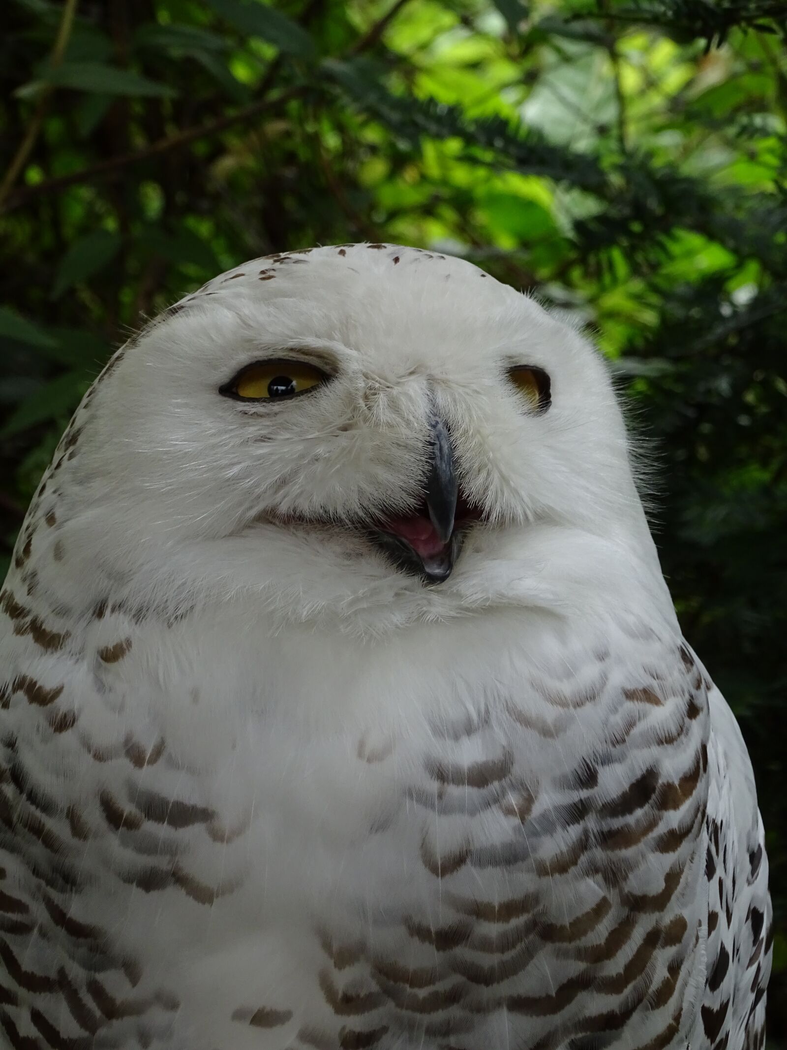Sony Cyber-shot DSC-HX400V sample photo. Snowy owl, white, beak photography
